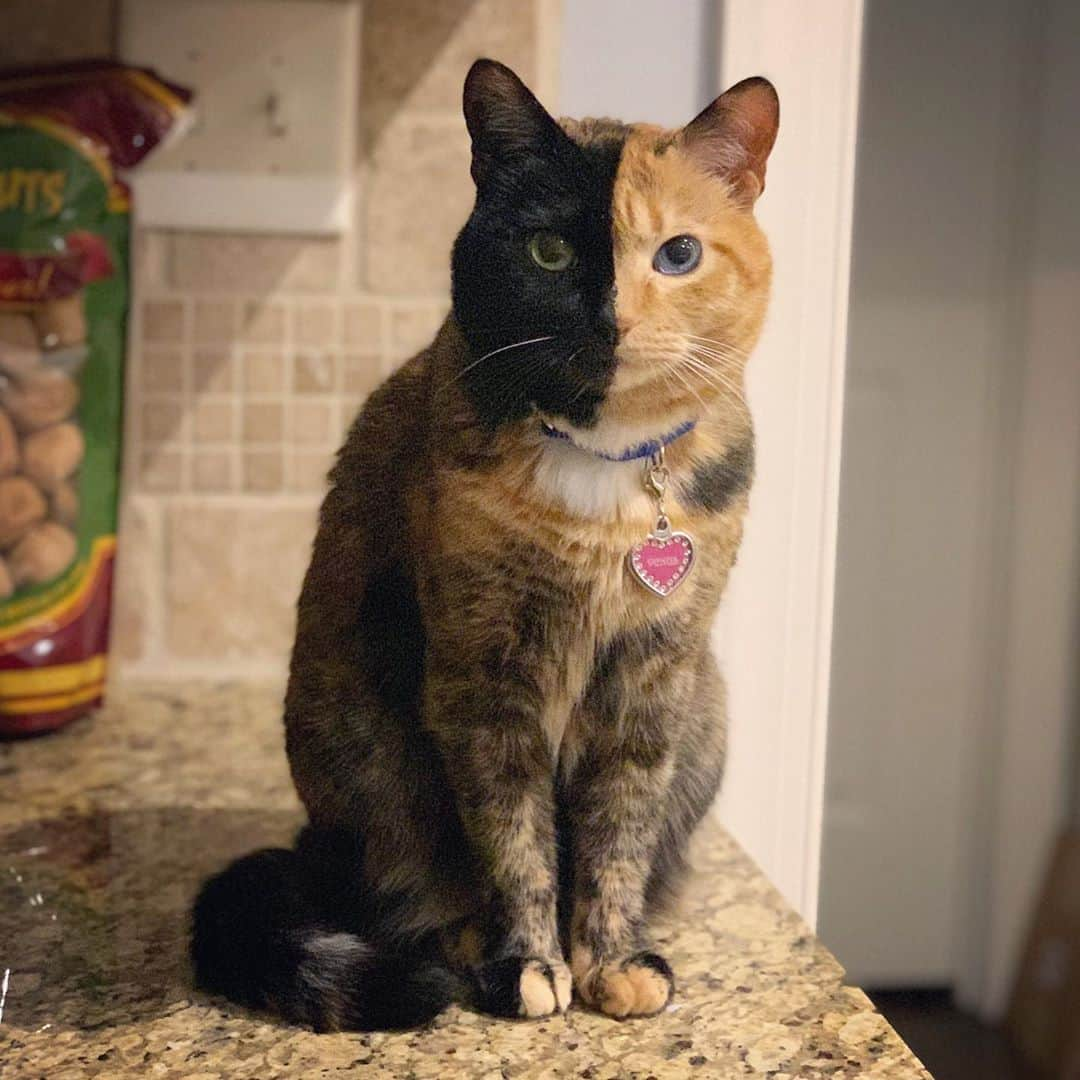 Venus Cat のインスタグラム：「When you move to a new house you have to test all the boundaries. Well apparently in this house we’re not allowed on the kitchen countertops either. Well Mom better get to deciding where she’s going to put our cat wall or we can’t make any promises that we will stay off the countertops. 😹 #catlife #movingstruggles #newhousesamerules」