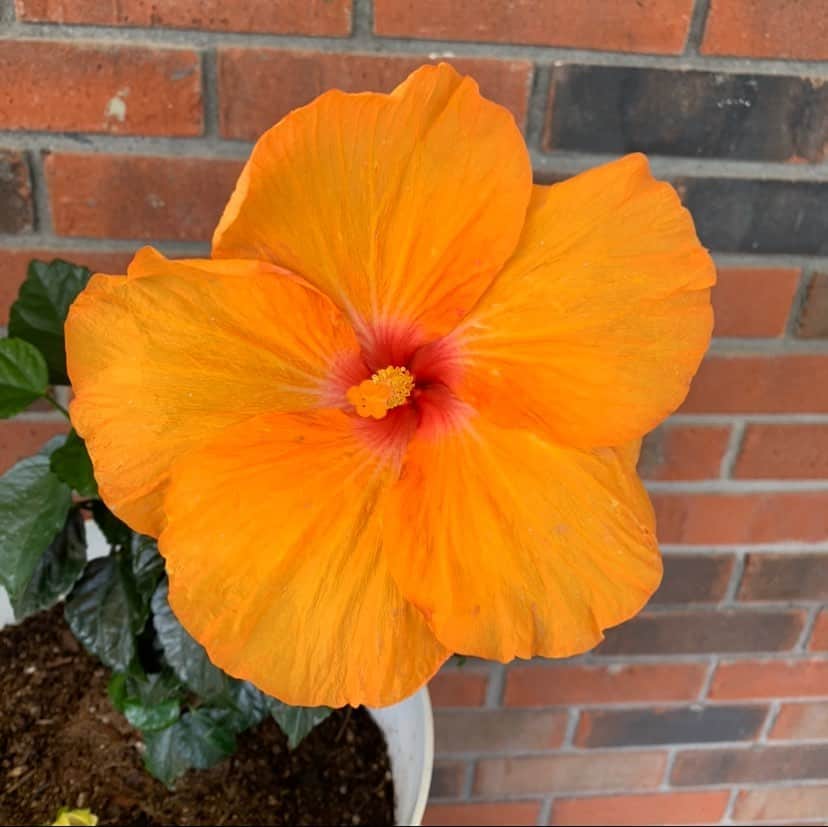 ブライス・ジョンソンのインスタグラム：「#flowers #flowersofinstagram」