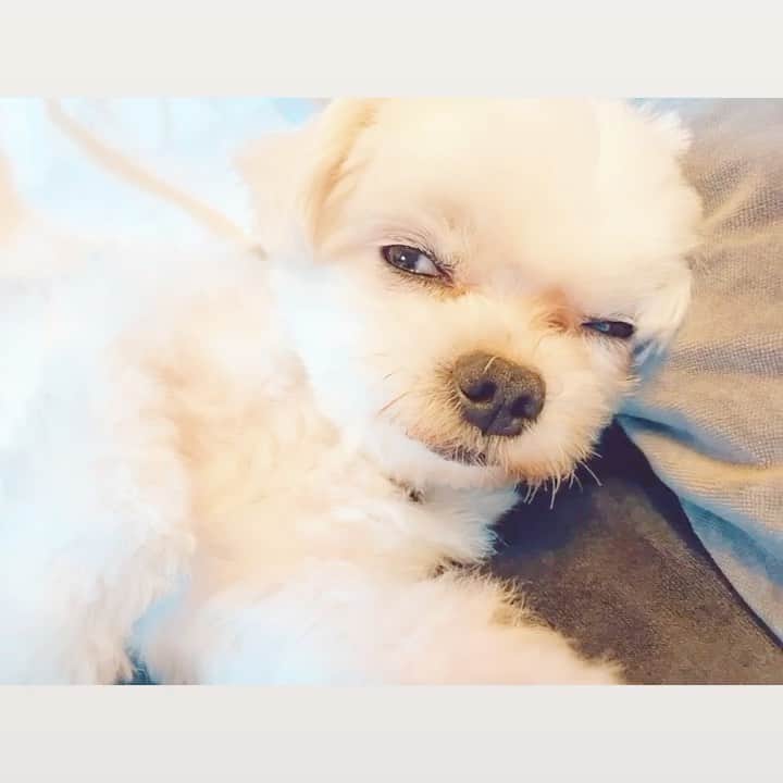 のインスタグラム：「おやすみなさい💤 #malteselovers #マルチーズ大好き #石垣島 #沖縄 #マルチーズ #眠いアトリ #石垣島旅行 #石垣島移住 #dogstgram」