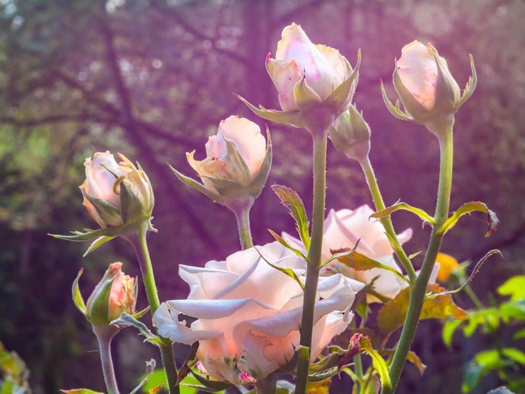 ナタリア・ディルのインスタグラム：「Pra florear a semana 🌷   @rogerio_boettger」