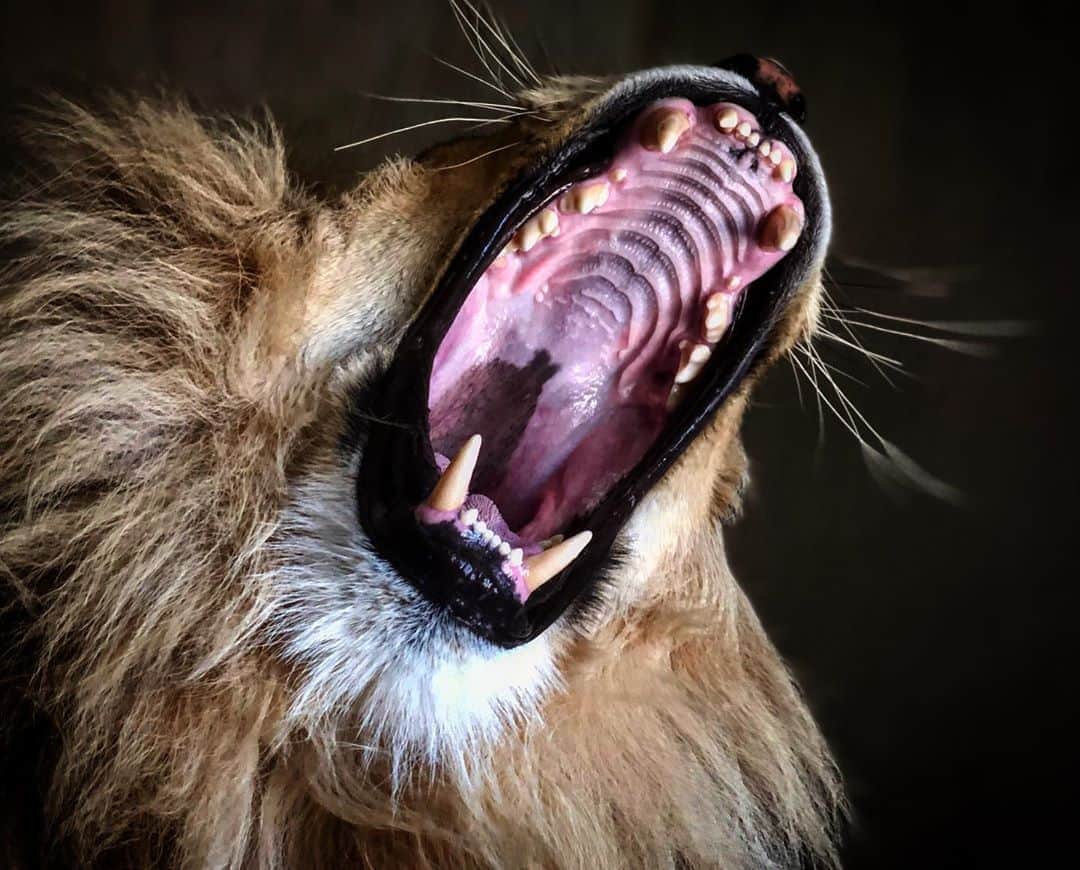 Kevin Richardson LionWhisperer さんのインスタグラム写真 - (Kevin Richardson LionWhisperer Instagram)「So how wide can you open your mouth? Around 25 degrees is pretty normal. A lion can open its jaws pretty wide at around 65-75 degrees, but not quite as wide as a hippopotamus 🦛 at 150 degrees! 😳 #interestingfacts #interesting #lion #africanlion #africa #perfectteeth #happymonday #jaws」9月22日 0時49分 - lionwhisperersa