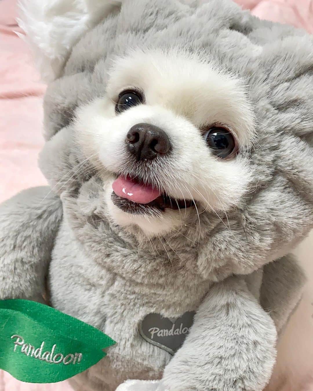 Mochi the Orkyehさんのインスタグラム写真 - (Mochi the OrkyehInstagram)「Are you ready for some KOALA-ty time with me? 🐨❤️ Ft. Koala costume by @pandalooncom」9月22日 1時03分 - orkyeh