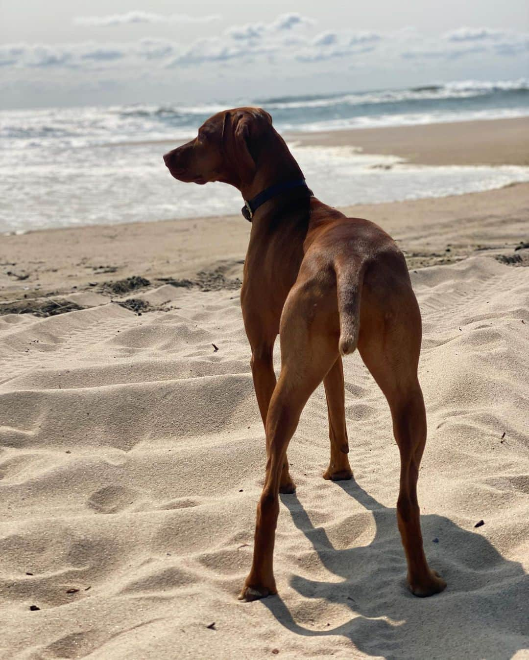 ケイト・ボックさんのインスタグラム写真 - (ケイト・ボックInstagram)「Windy morning at the beach.  I have been lovingggg my time out here in the Hamptons and will miss mornings like this but I also can’t wait to get back to my home, New York City. 🖤」9月22日 1時27分 - katelove