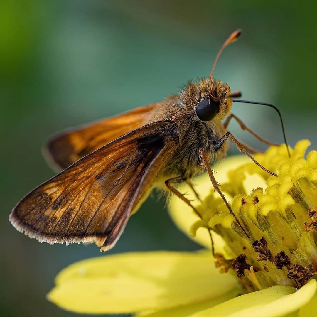 Sigma Corp Of America（シグマ）さんのインスタグラム写真 - (Sigma Corp Of America（シグマ）Instagram)「Over the past few months, many of us have picked up an interesting new hobby while social distancing... macro photography!  Without human-sized subjects to shoot, photographers have taken to their kitchens, back yards, beaches and flower beds to capture the tiny, yet amazing creatures and objects that surround us on daily basis.  Thankfully, getting started with macro photography is easy, and anyone can do it!  All you need is a camera, a lens, and a little adjustment to your perspective/  Link to blog in bio, or go to: bit.ly/sigma-little-things  Featuring images from: @enchantedphotographymichigan @fairyography @mckenziedeakins @jim_koepnick @vronaphoto   #sigmaphoto #SIGMA #macro #macrophotography #sigmalens #sigmalenses #closeup #closeupphotography #blog」9月22日 1時28分 - sigmaphoto