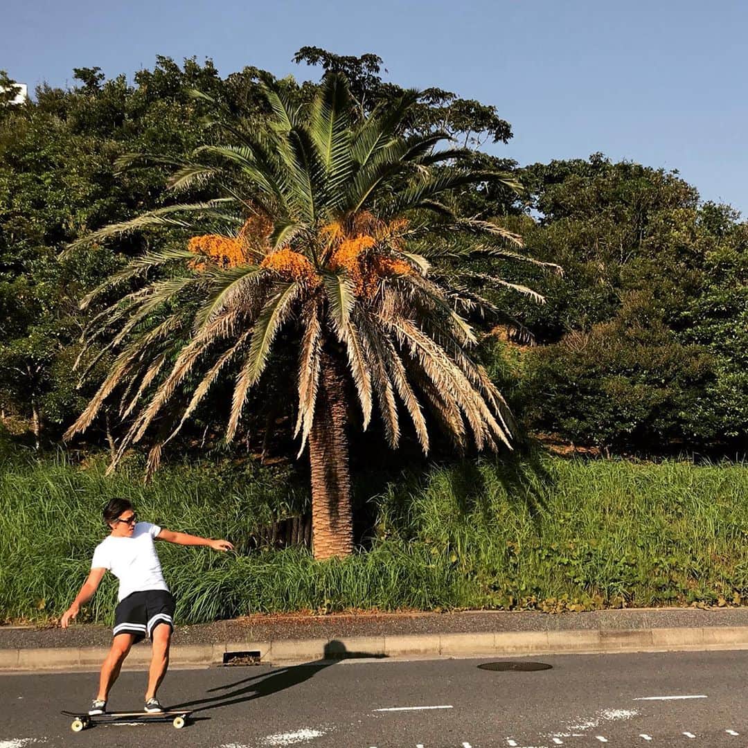 加藤章太郎さんのインスタグラム写真 - (加藤章太郎Instagram)「holidays #skateboarding #sunnyday #palmtree」9月21日 17時00分 - __shotaro__