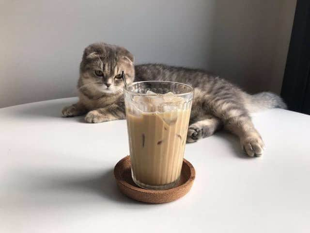 9GAGさんのインスタグラム写真 - (9GAGInstagram)「There's no boba in it!😾 📸 @jiewliew_jiggo - #cat #milktea #9gag」9月21日 17時09分 - 9gag