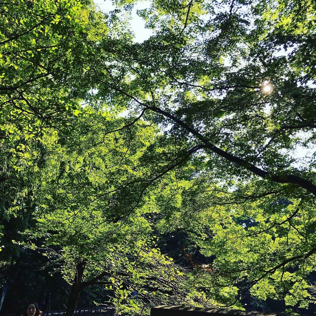福田葉子さんのインスタグラム写真 - (福田葉子Instagram)「井の頭公園というと真ん中の池と七井橋のイメージですが。我が家のお気に入りはその奥の御殿山エリア。武蔵野の原生林がそのまま残る静かな森の中。何にもないけど森林浴お散歩にちょうどいい素敵な場所です。二番目は神田川源流の小川が流れる公園駅エリア。井の頭公園の魅力は端っこにあり、なのです。 #park #inokashirapark #walking #green #sunnyday #weekend #good #nature #forest #御殿山　#原生林　#緑　#マイナスイオン #お散歩　#森　#井の頭公園　#神田川源流　#おすすめ」9月21日 17時13分 - yoyoyokoko