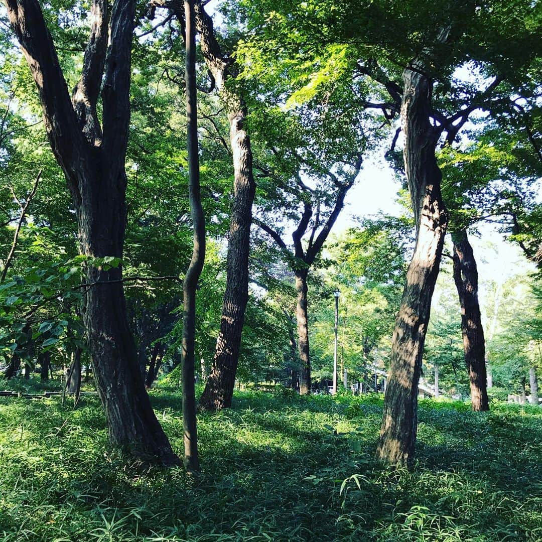 のインスタグラム：「井の頭公園というと真ん中の池と七井橋のイメージですが。我が家のお気に入りはその奥の御殿山エリア。武蔵野の原生林がそのまま残る静かな森の中。何にもないけど森林浴お散歩にちょうどいい素敵な場所です。二番目は神田川源流の小川が流れる公園駅エリア。井の頭公園の魅力は端っこにあり、なのです。 #park #inokashirapark #walking #green #sunnyday #weekend #good #nature #forest #御殿山　#原生林　#緑　#マイナスイオン #お散歩　#森　#井の頭公園　#神田川源流　#おすすめ」