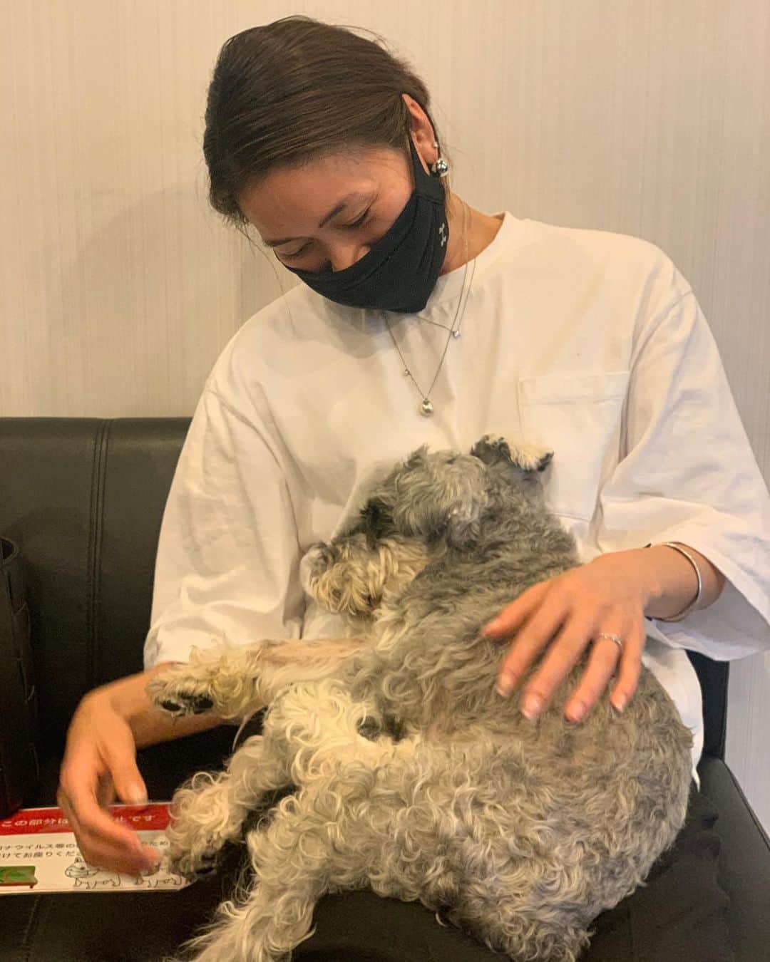 大日方久美子さんのインスタグラム写真 - (大日方久美子Instagram)「・ JIROへの沢山のメッセージ、ありがとうございます。  ここ1週間くらいJIROの容態は不安定で ジェットコースターに乗っているかのような毎日でした。  原因不明の熱と血液が減っていってしまう症状になってしまい、急遽2回の輸血を…。  前回、輸血が必要になればいつでもご連絡ください。とDMをくださっていた @ayumi_jo さんと @tomo418k さんが飛んできてくださり、今回も何とか輸血をすることができ命を取り止めました。  もう少しで検査結果がわかり、原因を突き止められるまでなんとかJIROには頑張って欲しいです。  助けてくださった @ayumi_jo さん @tomo418k さんありがとうございました。  マイナスの血液型の大型犬は本当に少ないので、JIROには毎回奇跡のような救いの手があり心から感謝しています。  マイワラナーのジン君 ゴールデンドゥードゥルのニック 本当にありがとう。  今回のことで輸血をすることがどれほど大変なことかを痛感しています。  どうか愛犬の血液型を調べ、いざという時に供血してくれる人を探してください。  夜中に輸血が必要になった場合、助けてくれる子が見つからなかったら助けられる命も助けられません。  掛かりつけの病院と相談したり、救急病院に輸血のストックがあるか調べておいてください。  私もJIROのことが落ち着いたら、今回助けてくれた大型犬たちが何かあった時に助けてあげられるようなコミュニティをつくります。  プラスの子はプラスとマイナスの子から輸血してもらえますが、マイナスの子はマイナスの子からしかもらえません。  小型犬は輸血してもらうだけで、供血をすることができません。  助けてくれる大型犬たちの為に、何ができるのか考えたいと思います。  まずは何にせよ愛犬の血液型を把握しておくことが大切です。 ・ ・ #頑張れjiro #保護犬 #供血犬」9月21日 17時28分 - kumi511976