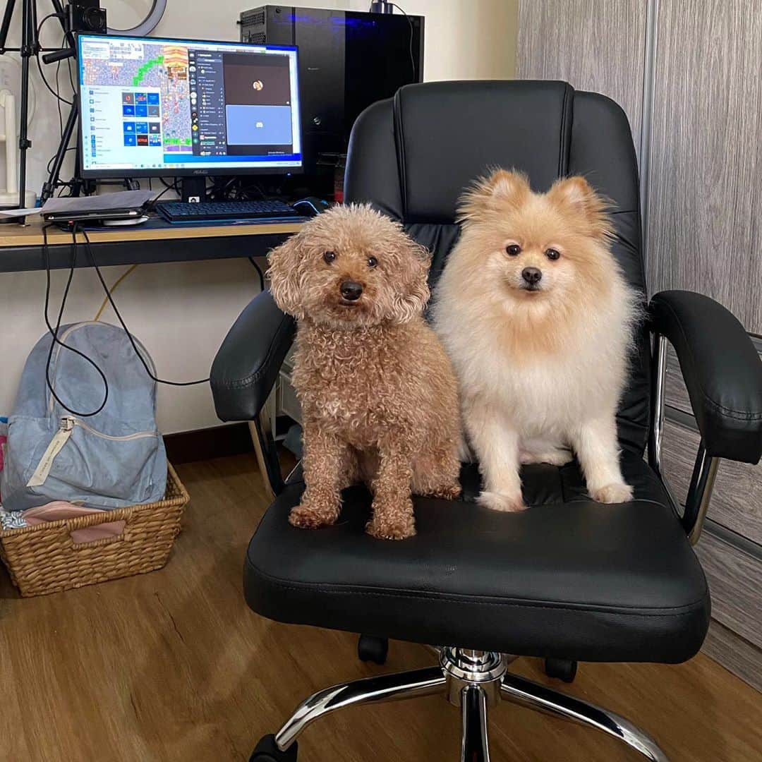ローレン・ヤングのインスタグラム：「When you finally get a work chair but you can’t use it.......」