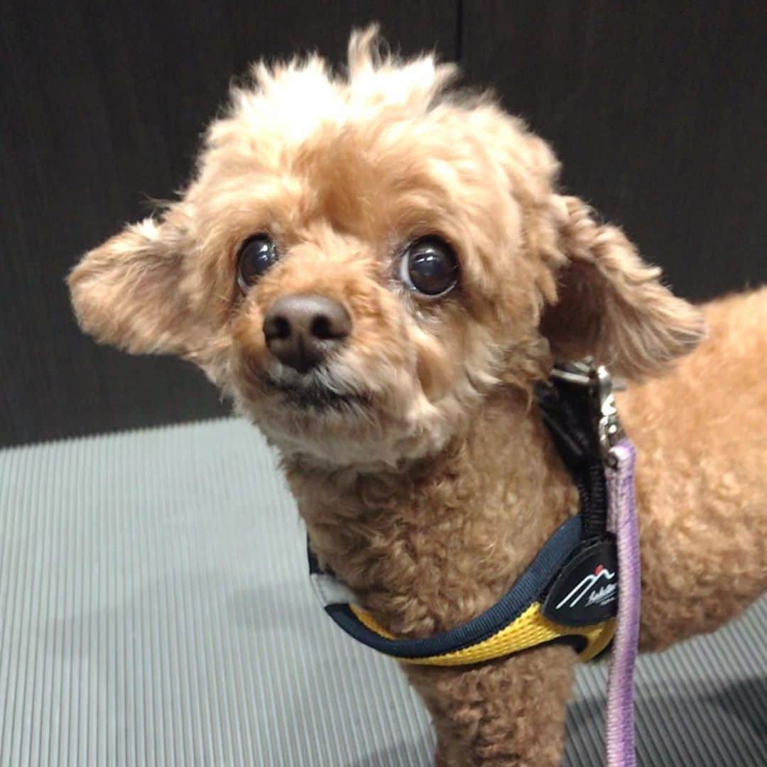 のインスタグラム：「ハナの首輪が、苦しくないやつになりました🆕 #toypoodle #お散歩」