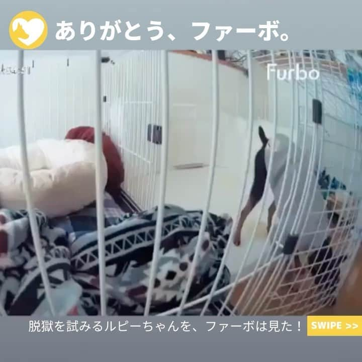 Furbo ドッグカメラのインスタグラム