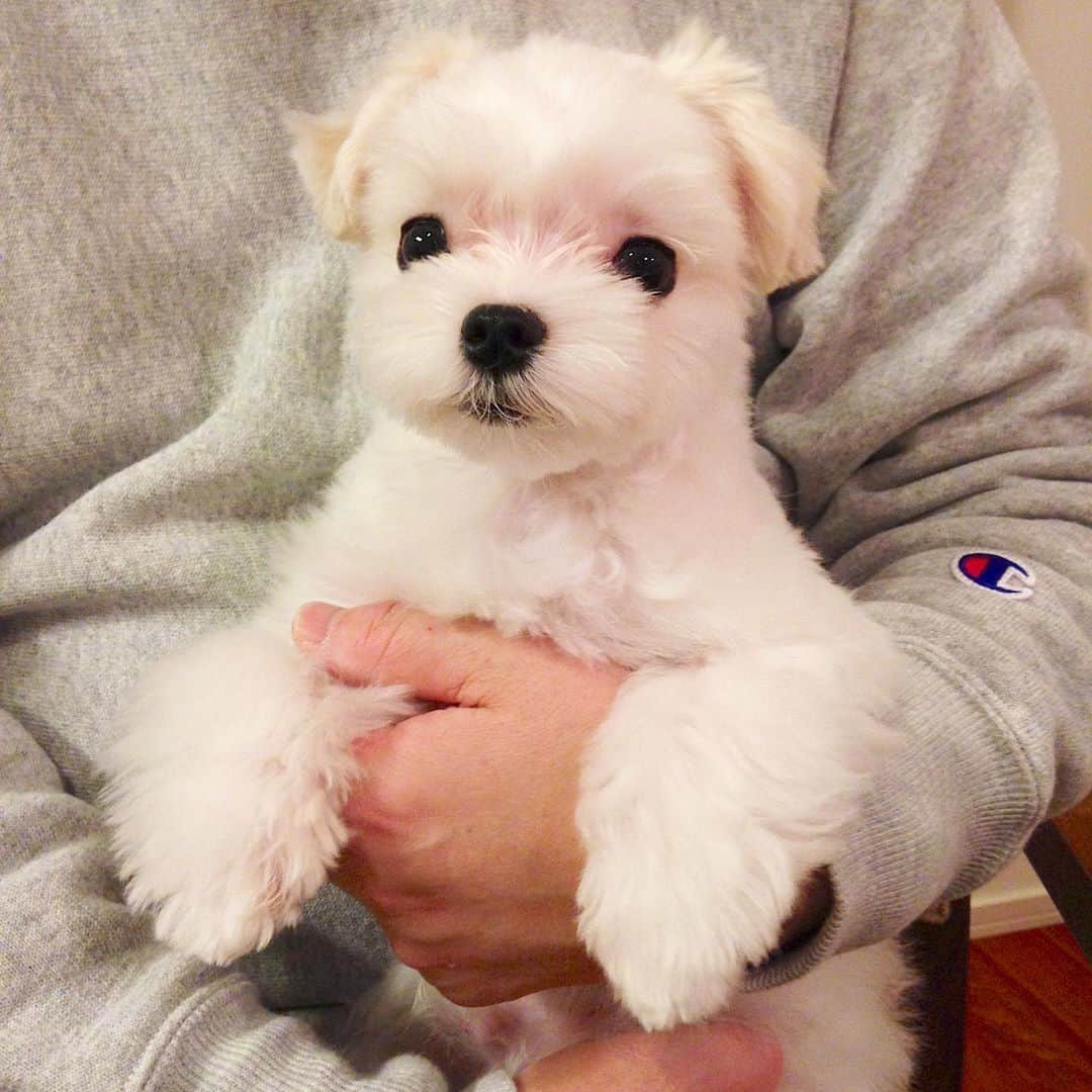 マルチーズ兄妹♡おかゆとおもちのインスタグラム：「…🐶おかゆ💕 . . 2015年12月6日の写真 おかゆ8ヶ月の頃 . この頃はおとなしく抱っこさせてくれてたけど、 今じゃ、しっくりこないとブツブツ文句言いよる。可愛げねぇー🤣 . . . #9gag #9gagcute #maltese #malteseofinstagram #happydog #dogsmile #doglove #doglover #dogstagram #instadog #lovedogs #ilovemydog #cutedog #dogoftheday #instapet #말티즈 #fluffypack . #okayusan #マルチーズ #犬バカ部  #奈良犬民  #エブリドッグ  #pecotv #pecodogs #鼻ぺちゃ #マルチーズ兄妹 . .」