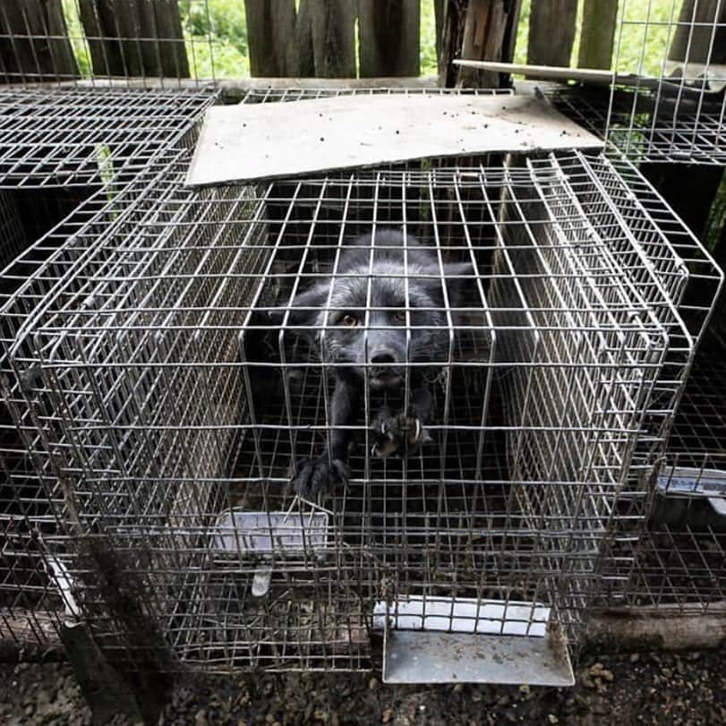 アニヤ・ルービックのインスタグラム：「I don’t wear fur, I don’t advertise fur and I am ashamed that I ever did. Today all I see when looking at fur is an animal’s pain and suffering, not luxury and  not fashionable. We live and we learn, and I know well that there is still a lot I have to learn. 👉Don’t  make the same mistake I did.. 🇵🇱 Nie noszę futer, nie reklamuję futer i wstydzę się tego ,że w przeszłości to robiłam. Dziś patrząc na futro widzę wyłącznie cierpienie zwierzęcia, a nie luksus ani modę. Żyjemy i się uczymy ... piszę to, zdając sobie sprawę z tego, że wciąż muszę się wiele nauczyć. 👉Nie popełnij tego samego błędu co ja!!! PH. @andrewskowron」