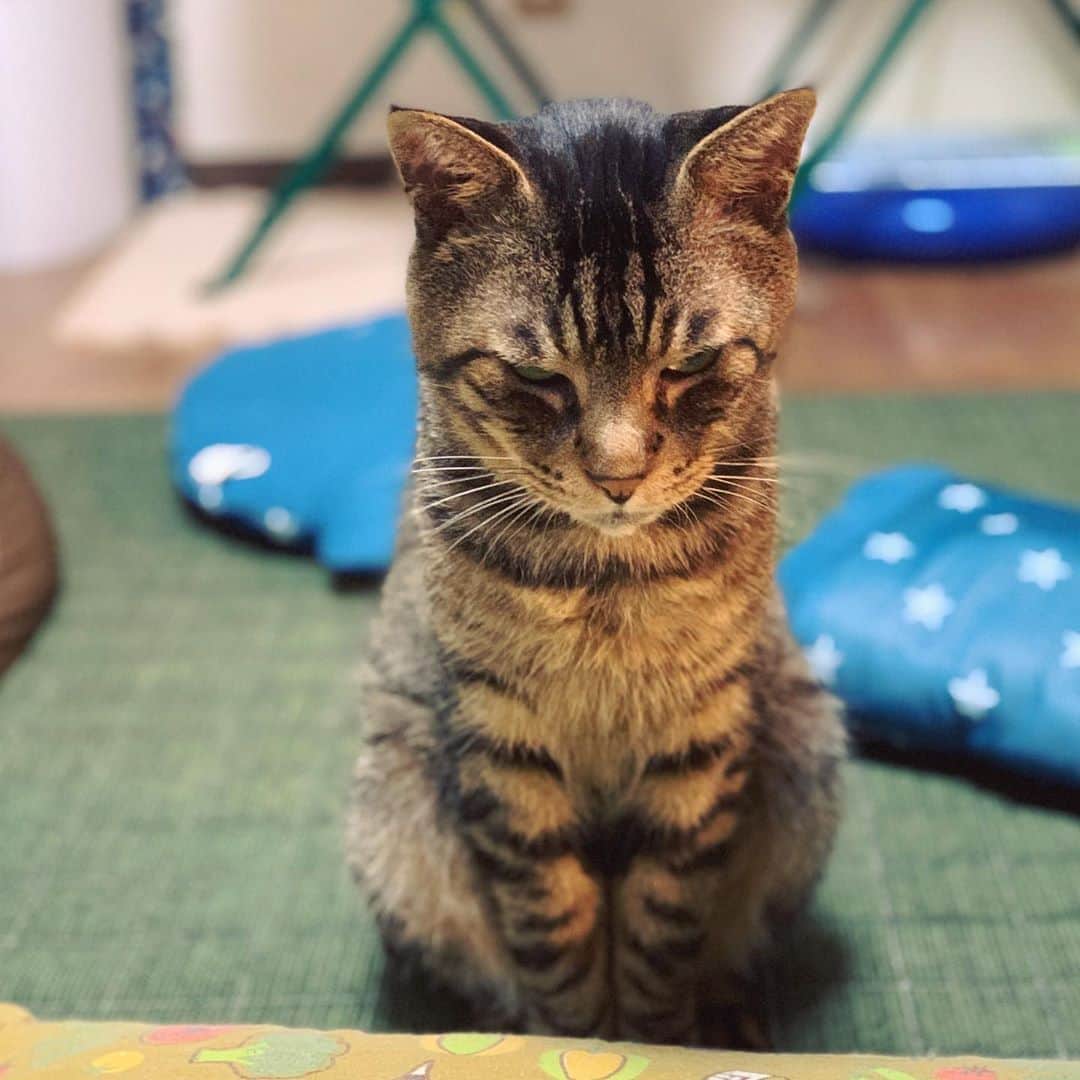 Musashiさんのインスタグラム写真 - (MusashiInstagram)「夕方ムサシさん。クッションの向こうにいる時は遊びたいの合図。Hey, look at me. #musashi #mck #cat #キジトラ #ムサシさん #ねこすたぐらむ #musashi_the_cat」9月21日 18時24分 - _daisy
