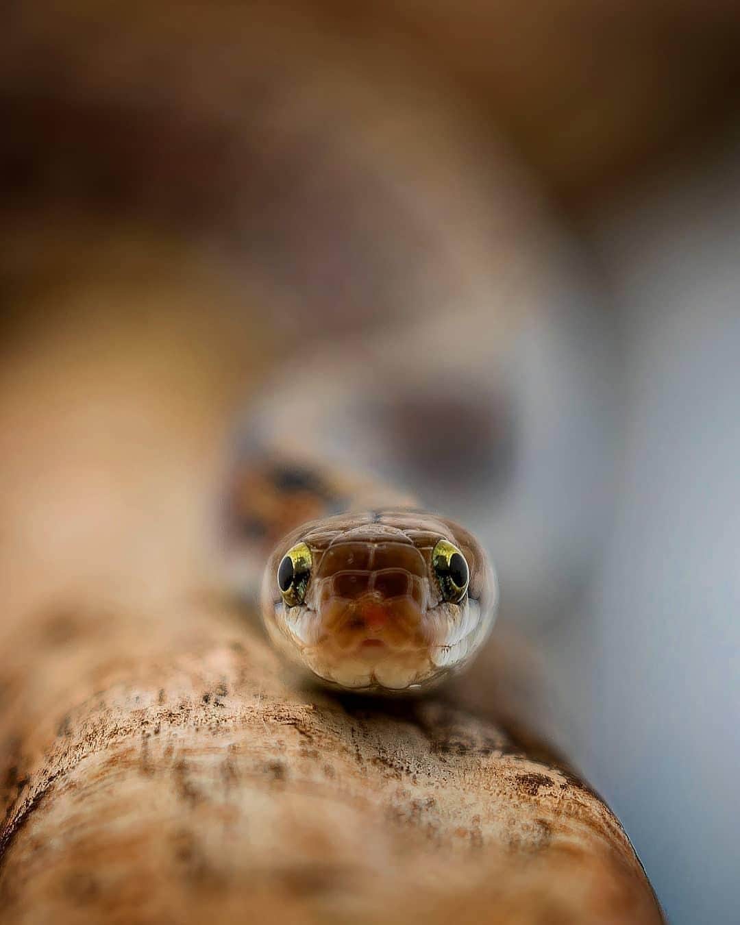Canon Asiaのインスタグラム：「This was taken on the outskirts of Rajkot, where Pinkesh spotted this beauty amongst many other wildlife. While this non-venomous snake is a common sighting, the shallow depth of field frames the subject while the unusual perspective, taking this image to a whole other level! 🐍⁣ .⁣ 📷 Image by @pinkesh_tanna using the Canon EOS 5D Mark IV  EF100-400mm f/4.5-5.6L IS II USM  f/5.6  ISO 100  1/320s  400mm⁣ .⁣ Want your photos to be featured too? Tag them with #canonasia or submit them on My Canon Story, link in bio!⁣ .⁣ #canonasia #photography #explore #snake #shallow #depth #wildlife  #framing #canon #lens #inspiration #animals #nature #colours #trinketsnake #rajkot」