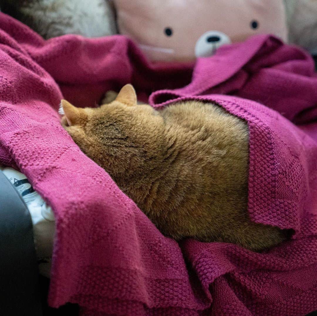 Hosicoさんのインスタグラム写真 - (HosicoInstagram)「It's very cold at home. When will the heating of the house be turned on. 🥶」9月21日 18時31分 - hosico_cat