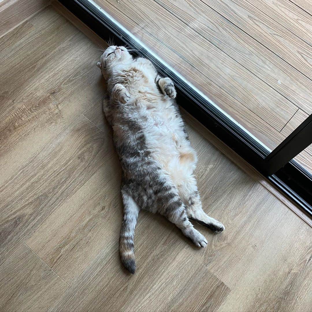 Mammoth and Grizzlyのインスタグラム：「Relaxed💕 #nala」