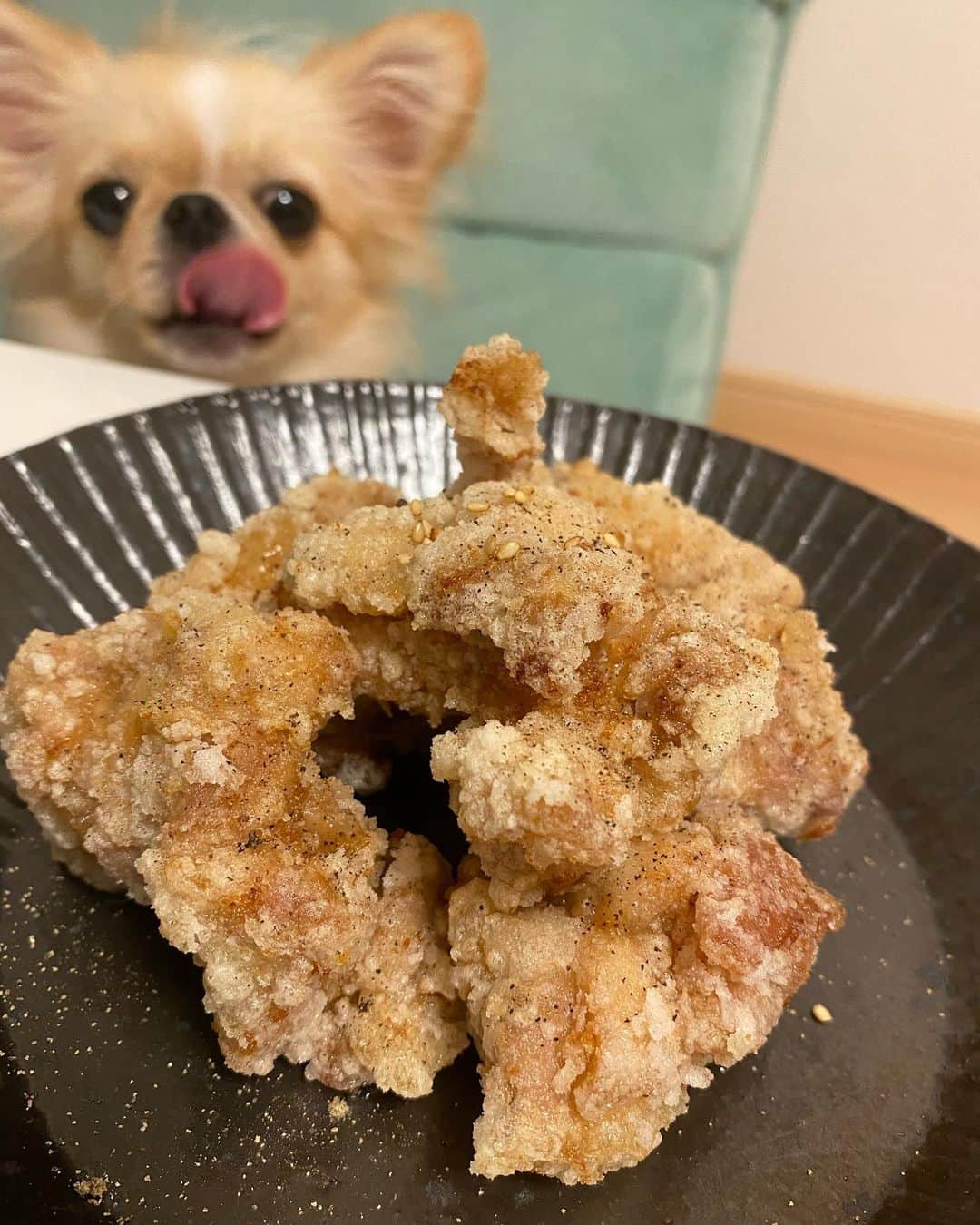 下平夏奈さんのインスタグラム写真 - (下平夏奈Instagram)「自宅でも本格的✨ サクサクジューシー唐揚げ！  綾鶏の唐揚げをお取り寄せしたよ♩ @ayatori_oishi   (ピノもめっちゃ食べたそうに見てるの面白い🐶笑)  作り方がめちゃくちゃ簡単なのに すごく美味しかったのでシェアします☆  〜作り方〜  ①自然解凍後、専用の片栗粉をまぶす  ②170℃の油で5分ほど揚げる  たったこれだけなんです！！！  お肉に下味がついているので 味付けは不要です！  揚げた後、そのまま食べても美味しいし、 レモンを搾って食べるのもオススメだよ！  カリッと本格的な唐揚げが 自宅で楽しめる綾鶏の唐揚げ☆  ぜひご家庭の食卓やお酒のおともに お取り寄せしてみてください！  私ももう一回お取り寄せする予定⭐️  ＊炊いたごはんに混ぜるだけの 『とり飯』も凄く美味しかったよ！！！  #綾鶏 #綾鶏からあげ #唐揚げ #唐揚げ定食 #唐揚げ弁当 #おうちごはん #お取り寄せグルメ #お取り寄せ #自炊 #簡単レシピ #時短レシピ #とり飯 #混ぜご飯 #美味しいごはん #ごはん記録 #犬のいる暮らし #pr #food #lifestyle #dinner #dog #chikin #cooking」9月21日 19時01分 - kana0412.sss
