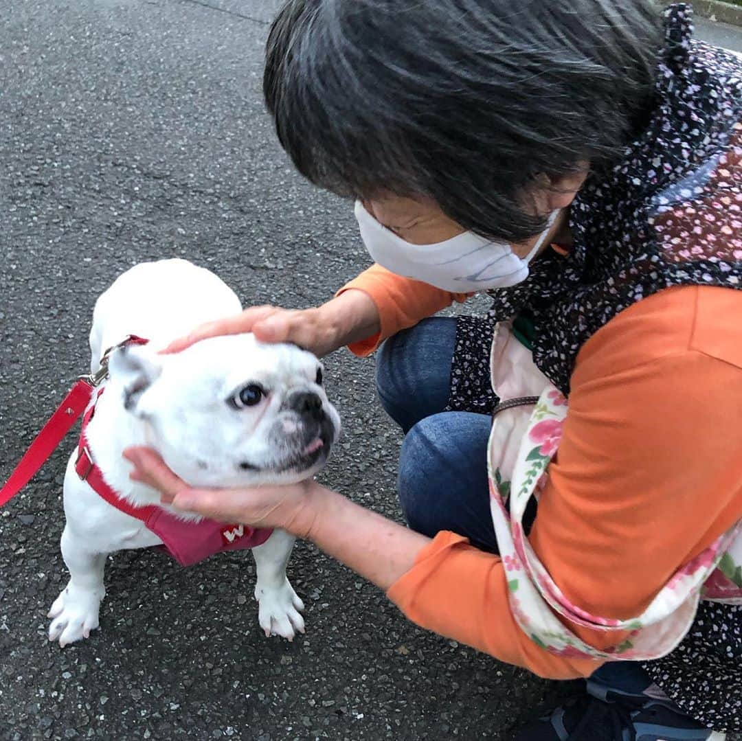 進藤やす子のインスタグラム：「✳︎ 夕んぽ中に犬好きなおばちゃんにナデナデしてもらいました❤️ . . #ふうこ日記 #ふうちゃん🐼 #ふがれす卒業生 #保護犬出身 #元保護犬 #フレンチブルドッグ #フレンチブルドッグパイド #ふうちゃんぽ🐾」
