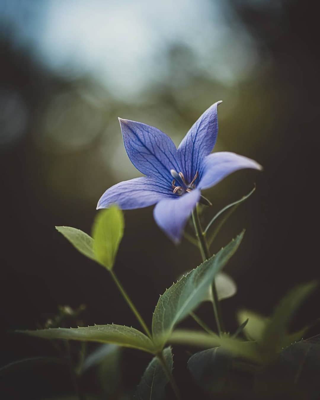 花の写真館のインスタグラム：「Photo by @hiko_takahashi.⠀ https://instagram.com/hiko_takahashi/⠀ .⠀ Original Post[投稿いただいたURL]⠀ https://www.instagram.com/p/CErEYuqgyEh/⠀ .⠀ 本アカウントは、 #私の花の写真 をつけてInstagramに投稿された皆さまの花の写真や、「花の写真館」Facebookページで投稿された花の写真を紹介します。⠀ 「花の写真館」Facebookページは、「 @floral.photograph 」のプロフィールにあるURLからご覧ください。⠀ .⠀ ※各自、政府、自治体など公的機関の指示に従った行動をお願いします。⠀⠀ 東京カメラ部および分室では、写真を「見る楽しみ」を提供することを通して、微力ながら皆様にわずかな時間でも癒しをお届けしたいと思っております。⠀ ※本アカウントは東京カメラ部がFacebook、Instagramのサービスを利用して運営しているもので、Facebook社・Instagramとは一切関係ありません。⠀ .⠀ #花の写真館 #floralphotograph #floralphoto #flower #flowers⠀ Follow: @floral.photograph」