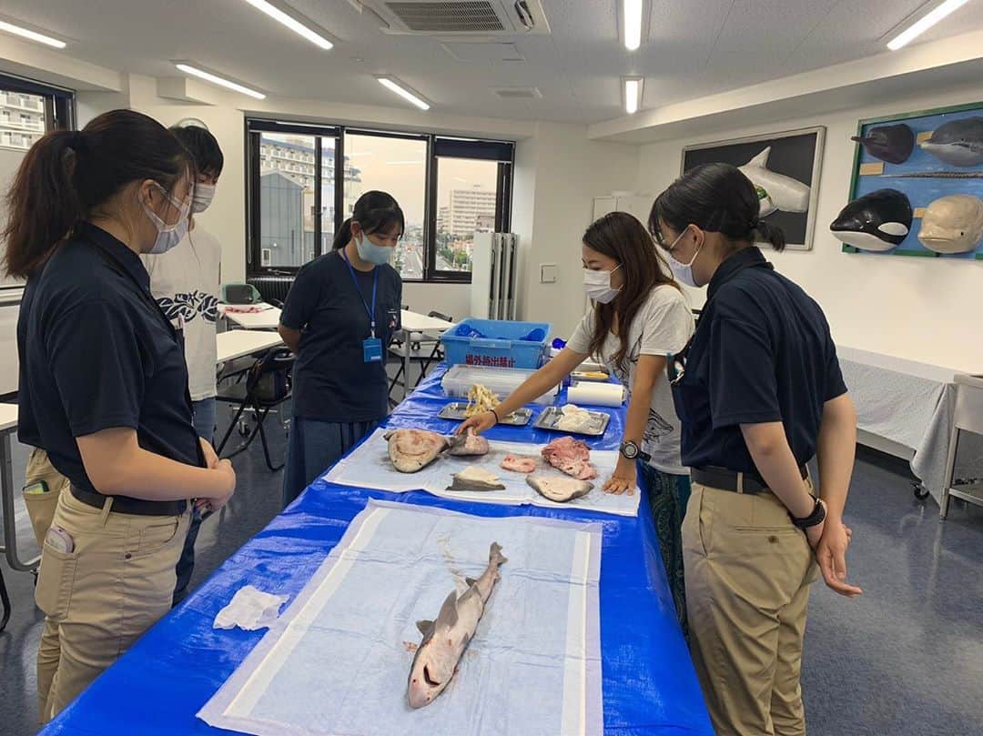 【公式】東京コミュニケーションアート専門学校ECOさんのインスタグラム写真 - (【公式】東京コミュニケーションアート専門学校ECOInstagram)「魚売り場かな？と思ったら TCA ECOのオープンキャンパスでした‼️😳 サメの解剖です✌️ 体験授業に興味の出た方、HPクリックしてください‼️  #tca東京eco動物海洋専門学校 #tcaeco #動物専門学校 #動物 #専門学校 #海洋 #アクアリスト #アクアリストと繋がりたい #サメ #解剖 #オープンキャンパス #進路」9月21日 19時30分 - tca_eco