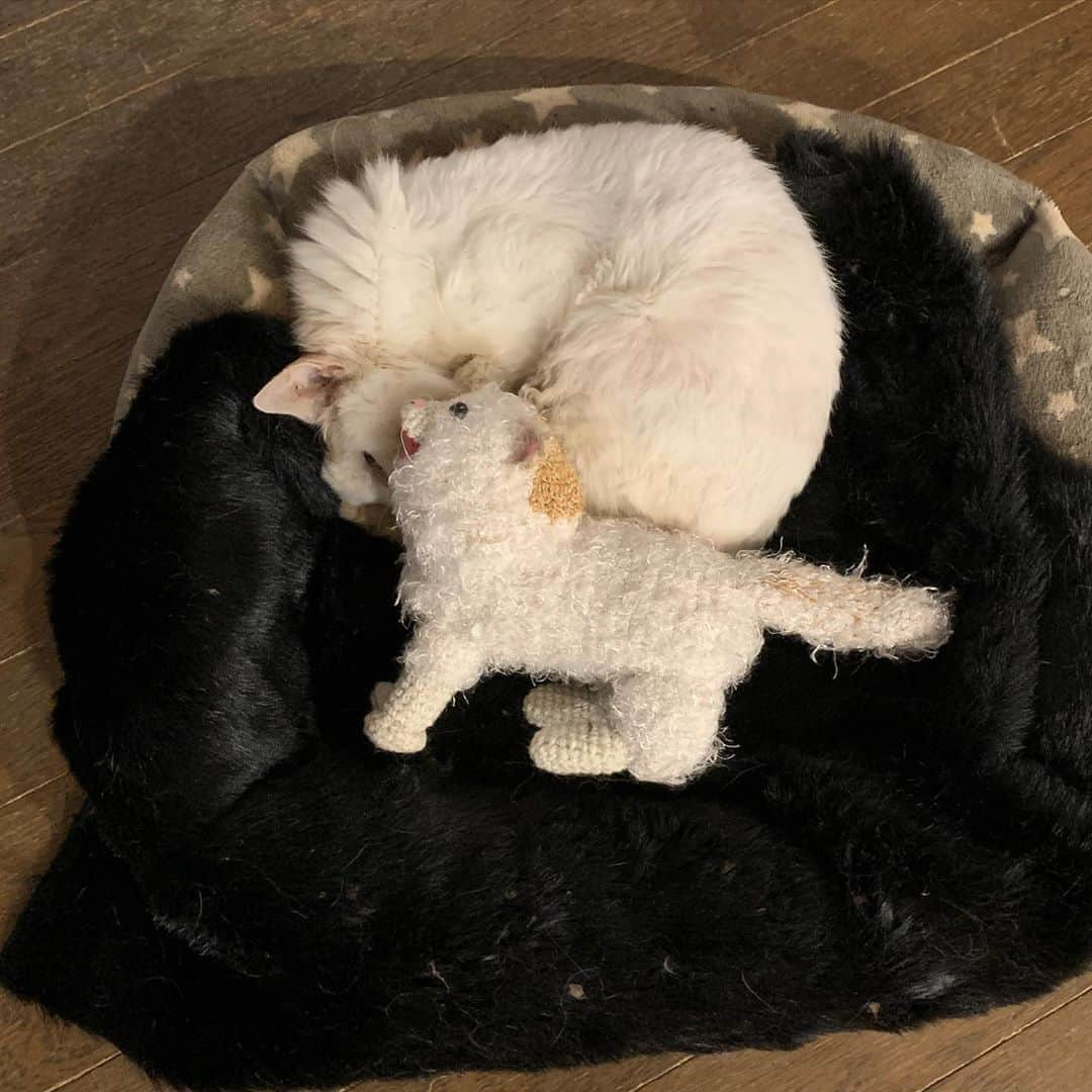 Kachimo Yoshimatsuさんのインスタグラム写真 - (Kachimo YoshimatsuInstagram)「一緒に寝た。 Okaki and Little Okaki slept together. #うちの猫ら #okaki #猫 #ねこ #cat #ネコ #catstagram #ネコ部 http://kachimo.exblog.jp」9月21日 19時38分 - kachimo