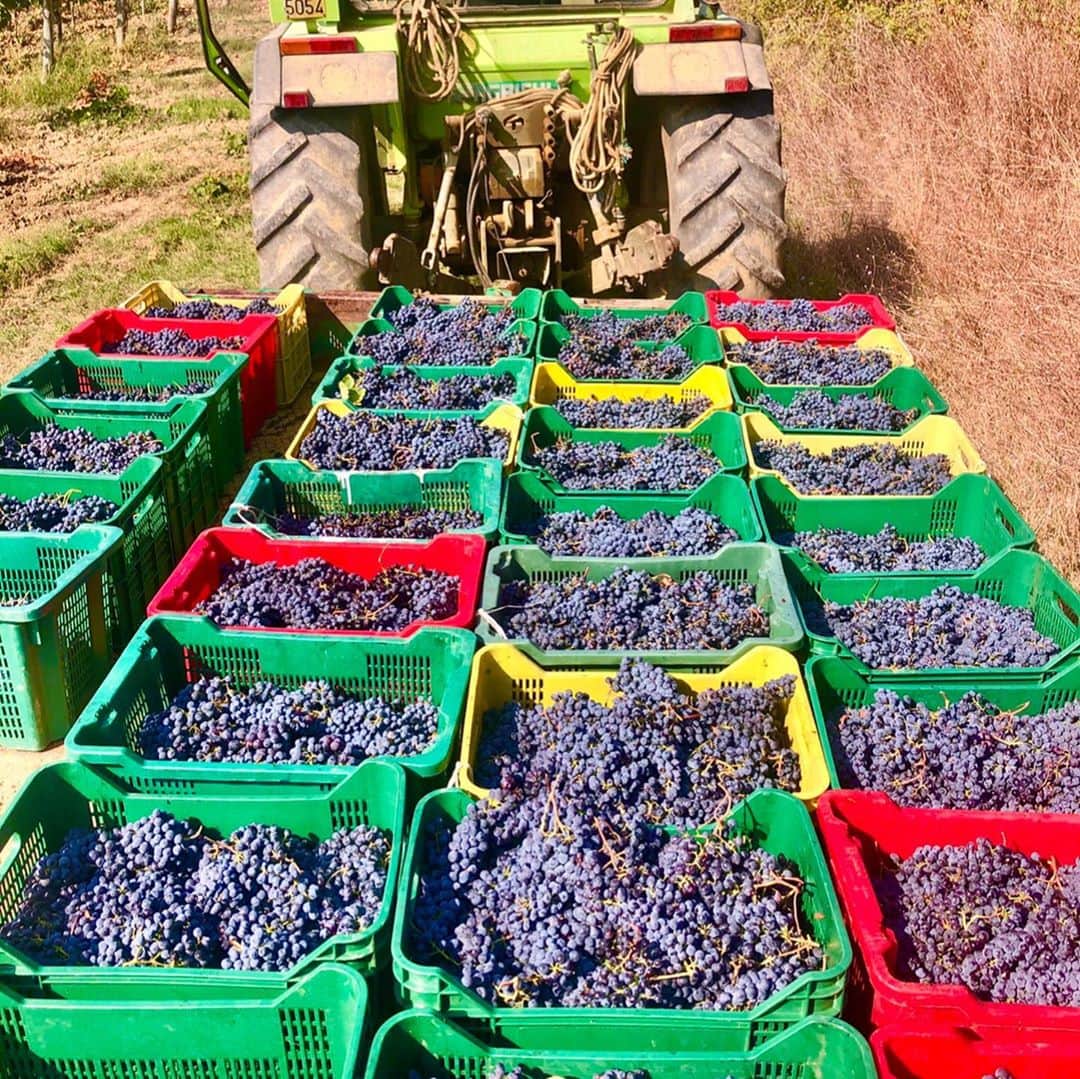 ダリオ・ダイネッリのインスタグラム：「Vendemmia 2020🍷💜🍷😍」