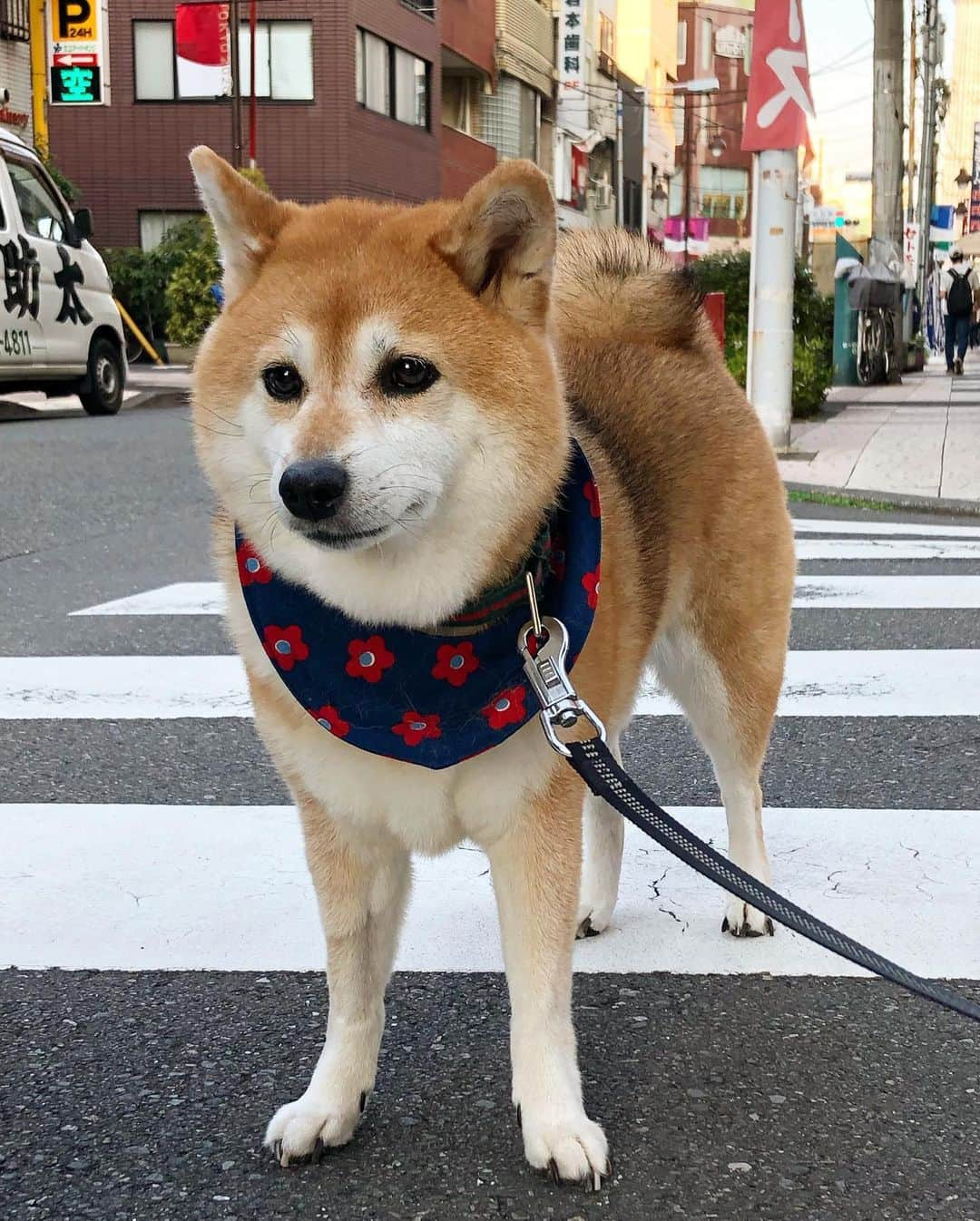 くるみさんのインスタグラム写真 - (くるみInstagram)「. 夕方さんぽ🐕  かくちゃんが一度中に入って 改めまして〜かくです〜🐕 的に出てくるのが最高に可愛い🤣  . . #柴犬くるみ」9月21日 19時47分 - kurukurukurumi222