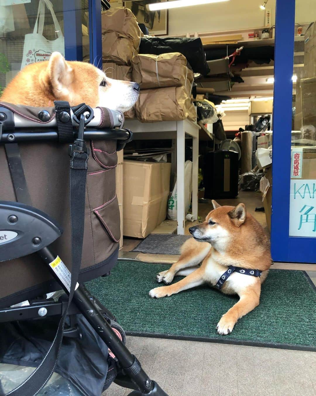 くるみさんのインスタグラム写真 - (くるみInstagram)「. 夕方さんぽ🐕  かくちゃんが一度中に入って 改めまして〜かくです〜🐕 的に出てくるのが最高に可愛い🤣  . . #柴犬くるみ」9月21日 19時47分 - kurukurukurumi222