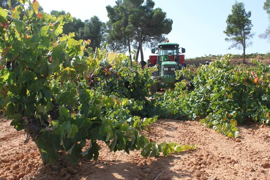 アンドレス・イニエスタさんのインスタグラム写真 - (アンドレス・イニエスタInstagram)「🍇Tiempo de vendimiar la uva tinta en Fuentealbilla. Cosecha 2020 en @bodegainiesta   🍇フエンテアルビージャでは赤ブドウのヴィンテージ時期となりました。今年の @BodegaIniesta の収穫を楽しみにしています。  #Vendimia #BodegaIniesta」9月21日 19時59分 - andresiniesta8