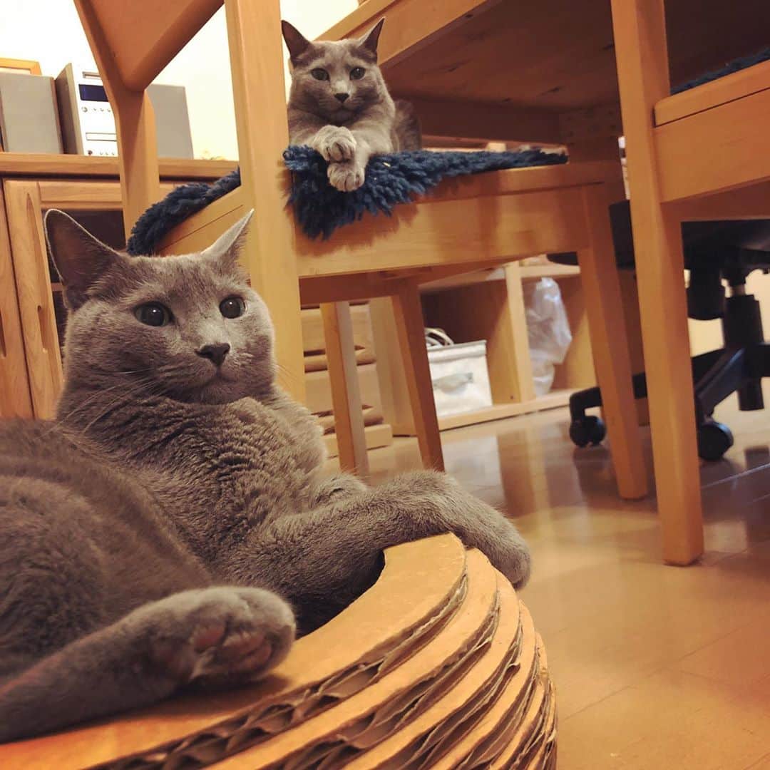 のインスタグラム：「秋の夜長の密談😼😼🌾. 手前がこてつ。椅子の上があずみ。  #theyarewhispering  #haveagreatweek✨ .  #cat #russianblue #猫 #ねこ #ロシアンブルー #chat  #gato #greycat  #greeneyes #emeraldeyes #ふわもこ部 #にゃんすたぐらむ  #みんねこ  #INSTACAT_MEOWS #catstocker #meowsandwoofs #excellent_cats #meowvswoof #catsofworld #TopCatPhoto  #cutepetclub #IgAnimal_Snaps #cat_features #bestmeow #petoftoday」