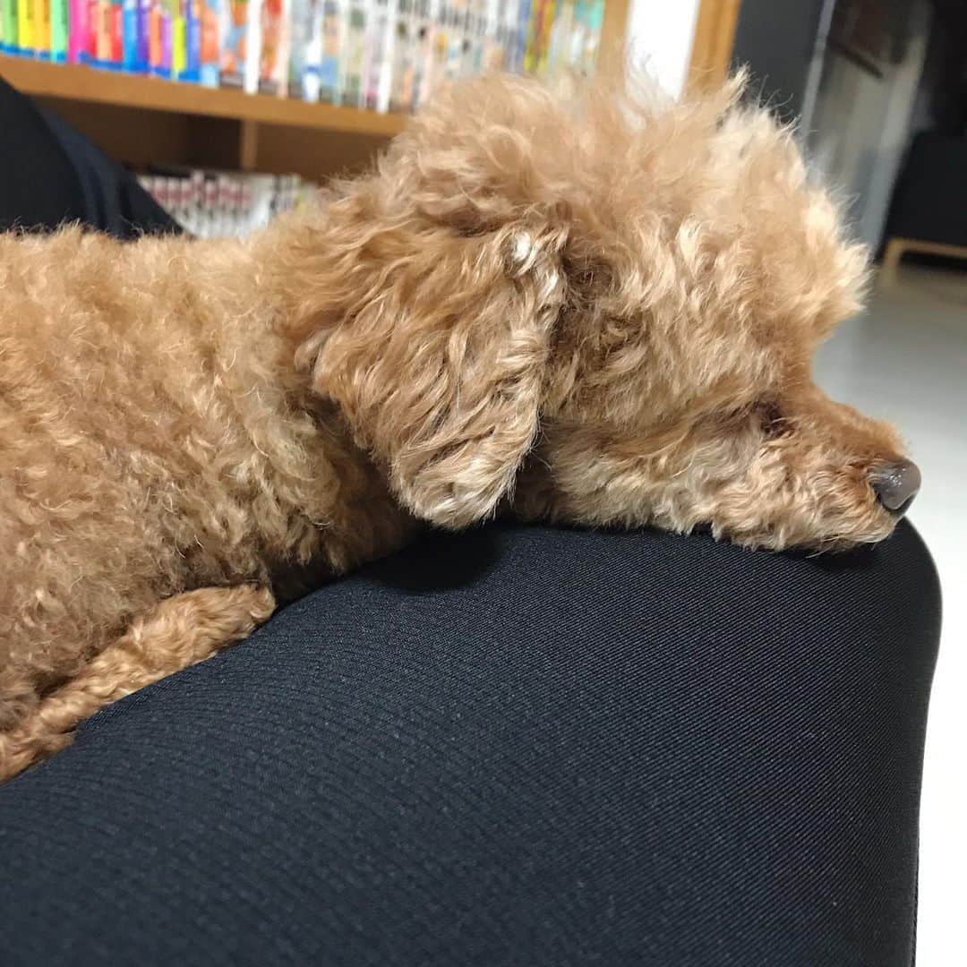 のインスタグラム：「#膝枕 #toypoodle」