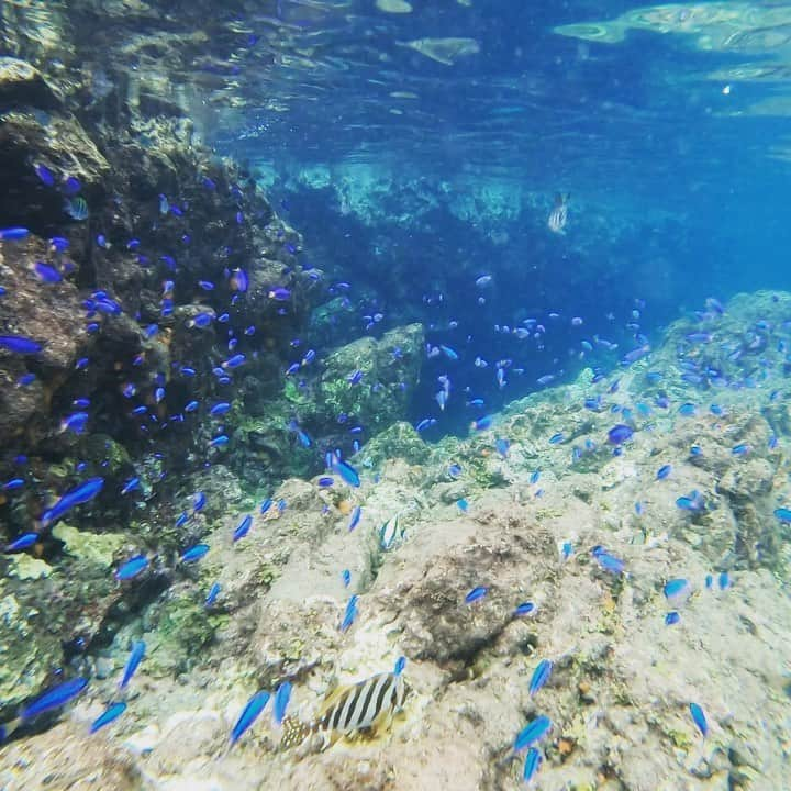 奥家沙枝子のインスタグラム：「念願のヒリゾ浜🌞 台風や高波に阻まれ、数年かかってようやく行くことができました！ . 少し小雨が降っていたけど、海の中の透明度はバツグン🙌 本州イチとも言われる美しいスポットです🌞 . ソラスズメダイ、ツノダシ、ハコフグ、ウツボ、アオリイカなどなど、本当にたくさんの魚を見ることができました🐠🐟🐡🦀🦑 まさにおさかな天国！ . . #シュノーケル#シュノーケリング#ダイビング#伊豆#ヒリゾ浜#海#釣り#魚#南国#リゾート#静岡#夏 #nature #ocean #snorkeling #diving #sea #swim #adventure #adventuretime #japan #vacay #goodday #underthesea #mermaid」