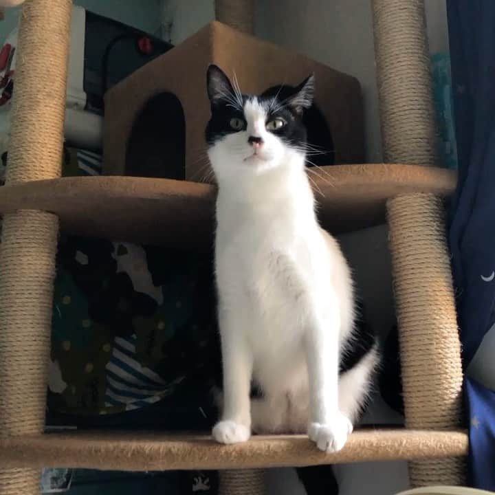 ぽんずのインスタグラム：「ただ、見下ろされる動画  #ねこ#猫#cat#猫好き#親バカ#はちわれ#ハチワレ#はちわれ猫#ハチワレ猫#白黒猫部#にゃんすたぐらむ#ilovecat#猫大好き#うちの猫自慢#白黒猫 #我が家のぽんずくん #ちゅーちゅー妖怪」