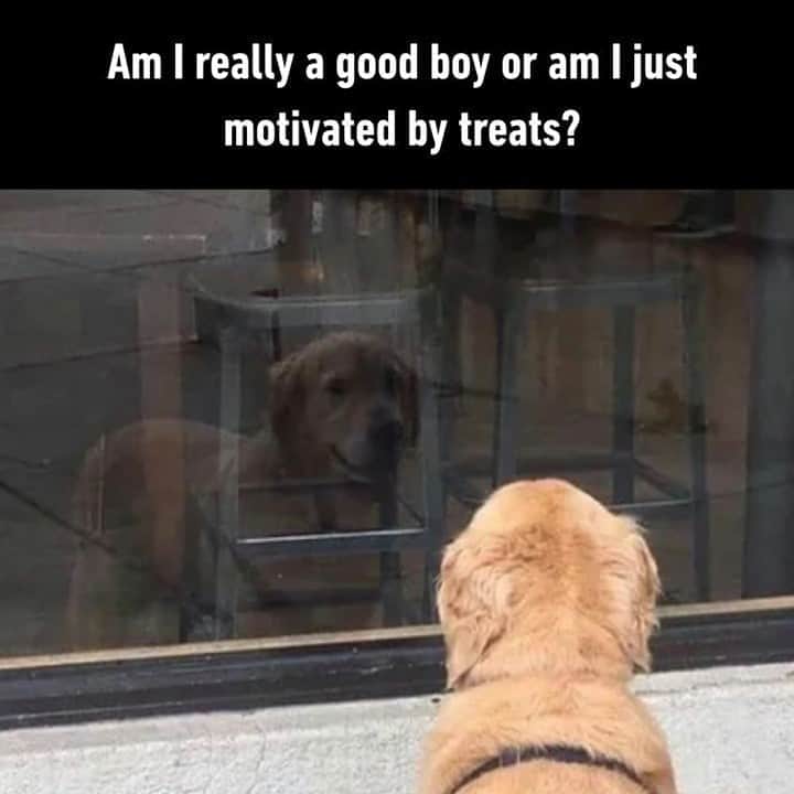 9GAGさんのインスタグラム写真 - (9GAGInstagram)「Is this real life or is this just fantasy⠀ #goldenretriever #goodboi #9gag」9月21日 21時00分 - 9gag
