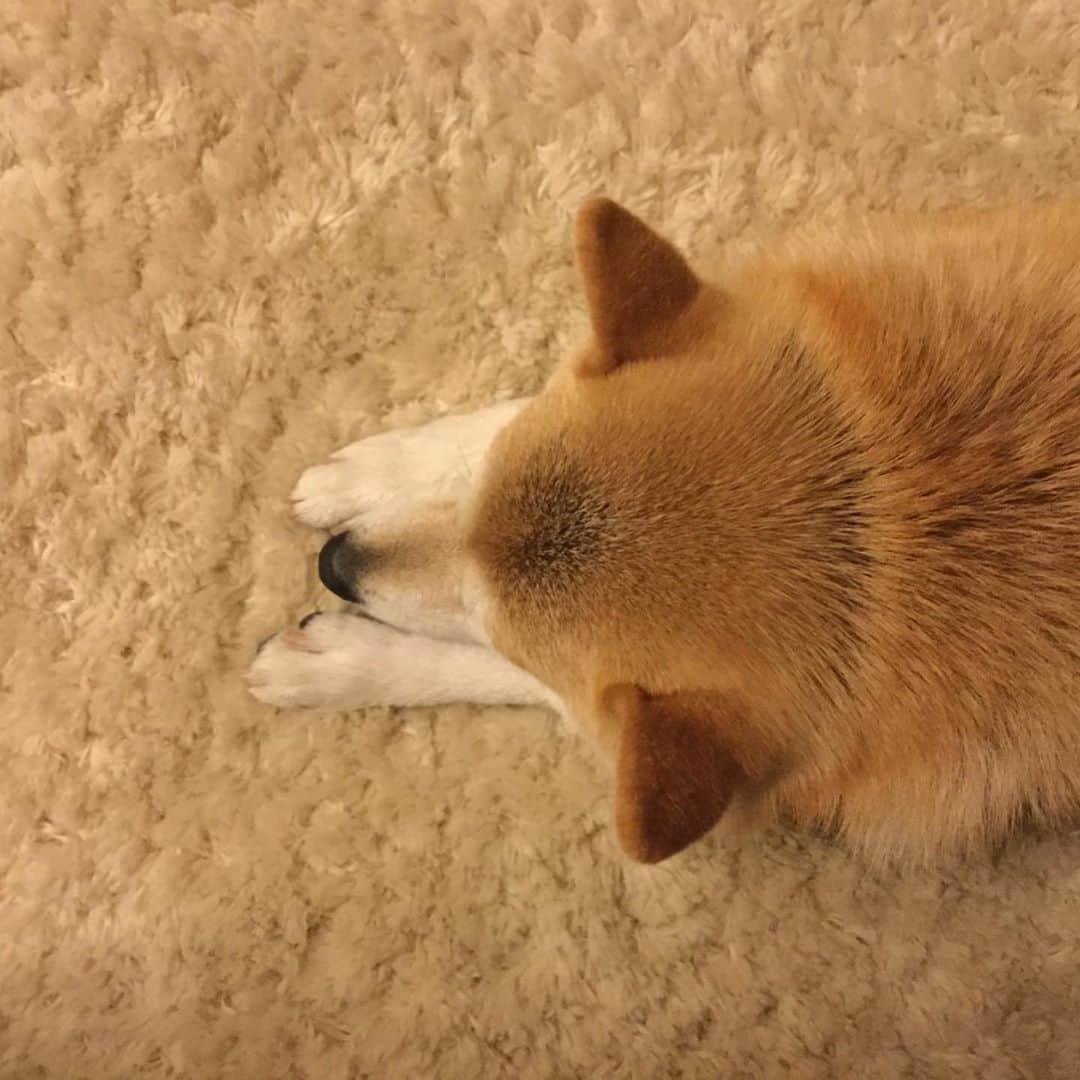 神奈月さんのインスタグラム写真 - (神奈月Instagram)「こんな感じで寝てる時の ワンコは本当に可愛いですよね☺️  #神奈月 #ワンコ　#愛犬 #豆柴　#柴犬 #いぬ　#dog #ペット　#犬バカ部 #イヌスタグラム」9月21日 21時00分 - kannazuki.official