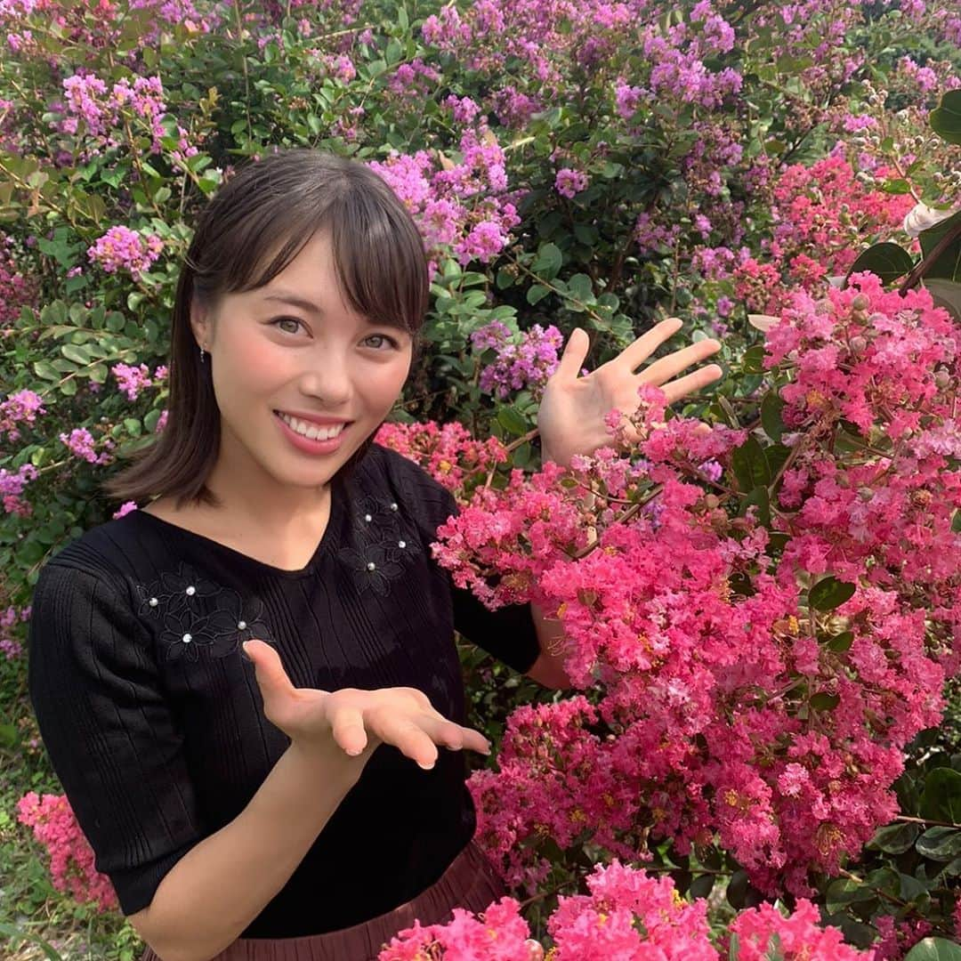 佐藤玲奈のインスタグラム：「. 取材で二本松市の東和サルスベリ園へ🌼 .  樹皮がつるつるしているのが特徴で 木登りが得意な猿でも滑ってしまうことが サルスベリの名の由来だそうです🐒 (ちょっと面白いですよね☺️) . サルスベリ園の花々はもちろん、 東和町全体が長閑で穏やかで素敵なところでした🌿 . これからも福島県の魅力 もっともっと見つけていくぞ〜！ . #東和サルスベリ園#福島県#二本松市#東和町#サルスベリ #夏の花#見頃#テレビユー福島#TUF#Nスタふくしま#0921」