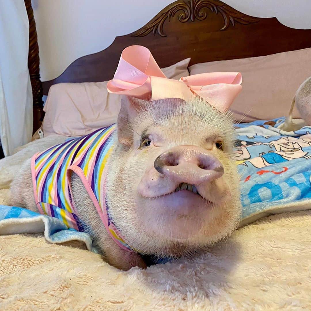 のインスタグラム：「Here’s a smile to brighten your Monday morning with a bonus photobomb of a Popplebutt. Do you see it?🐷🤦🏼‍♀️Hope we brightened up your Monday morning!☀️#mondaymood #photobomb #sillypop #PrissyandPop」