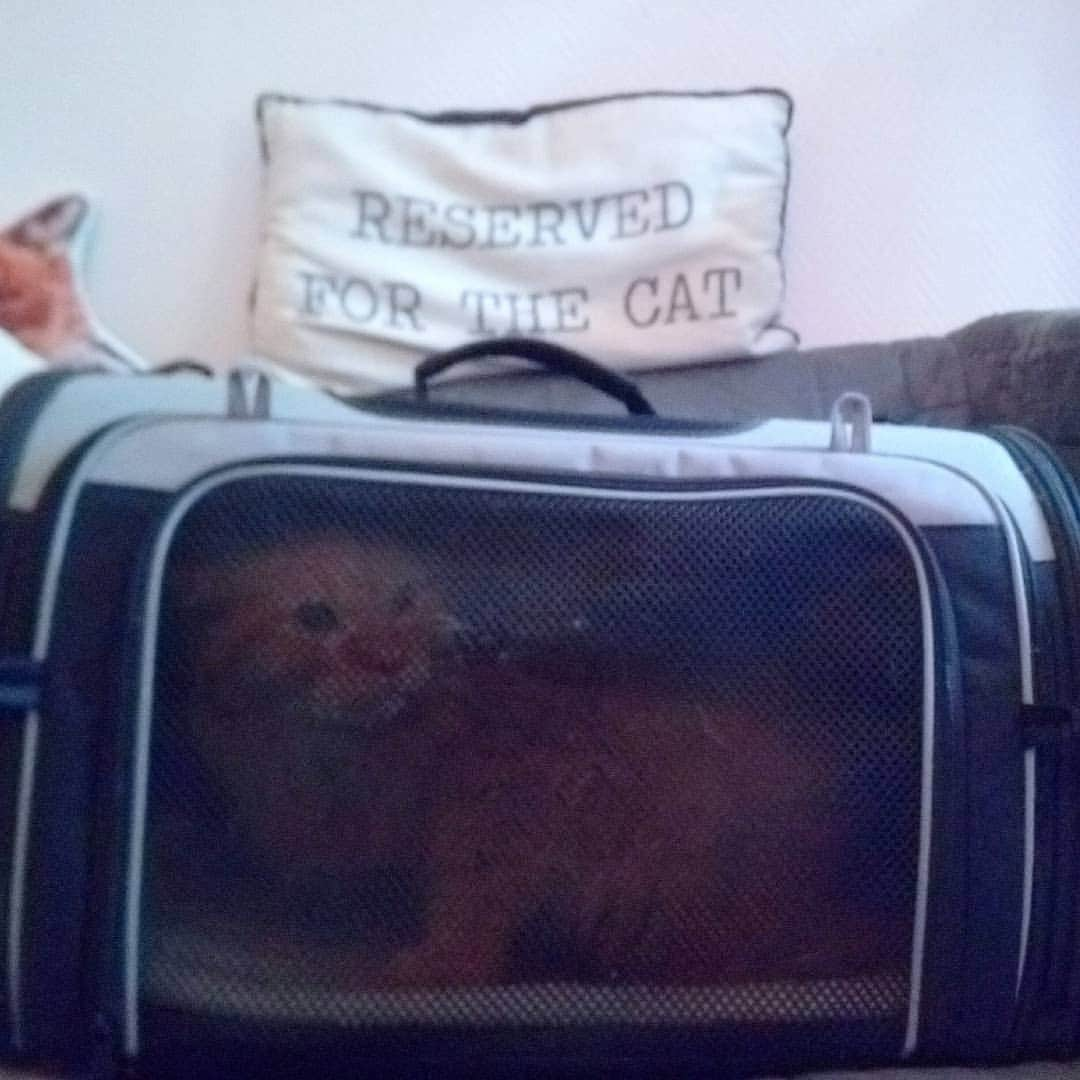 Homer Le Miaou & Nugget La Nugさんのインスタグラム写真 - (Homer Le Miaou & Nugget La NugInstagram)「So today is monday AND surgery day for Homer. This was him this morning before leaving, clearly not happy about being in the bag and not having any food since yesterday... It was a fun meowy night! 😾 I know everything is going to be ok but i've never been so stressed!😟 I hate him being sick, i hate not having him with me at home, i hate that he has to stay there for at least 24h, i hate all this! But i know he's going to be ok and that it is for him to improve his quality of life so i am the one who has to be strong as he doesn't even know what's going to happend. He's just gonna be super high so... Not that bad, right!?!😋 As he is a "Code Red" (#CatBoss) at the vet, we don't know how many teeth will be taken of? That's the surprise of the day!🎁🦷🎁 Nug is meowing for him everywhere. I feel the house smaller without him which is kinda weird... I can't wait to call them in a few hours and they will tell me all is good and that i can being him home tomorrow!🙂 All this is thanks to you all that have donate for him to get the best cares. I can't Thank you enough but still, THANK YOU!!! 🙇🏻‍♀️💗🙇🏻‍♀️ Now we wait... Argh!!!」9月21日 21時28分 - homer_le_chat