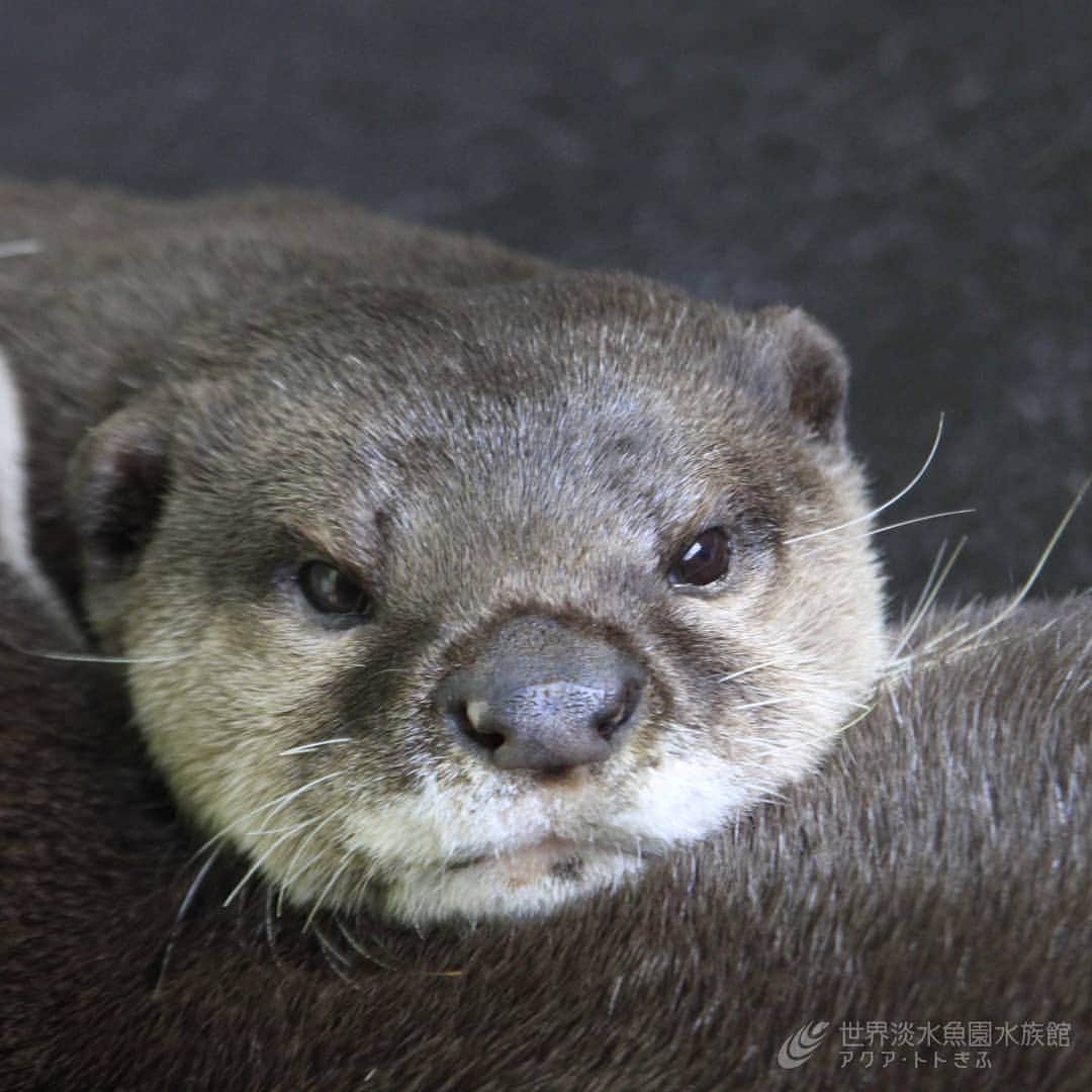 世界淡水魚園水族館 アクア・トト ぎふのインスタグラム：「今日は敬老の日。 本日からアクア・トトのご長寿3種を紹介する敬老の日SNS特別企画をお送りします。 1日目はコツメカワウソのナガラとミナミ。当館の仲良しご長寿夫婦です。写真は２頭の若いころ…。現在の姿は明日、動画で公開予定！お楽しみに。  #アクアトトのご長寿#アクアトト #アクアトトぎふ #アクアトト岐阜 #水族館#aquarium」