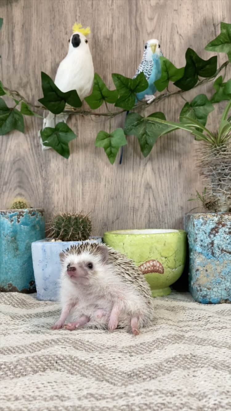 ダーシーのインスタグラム：「Dancing cactus🕺🌵✨」