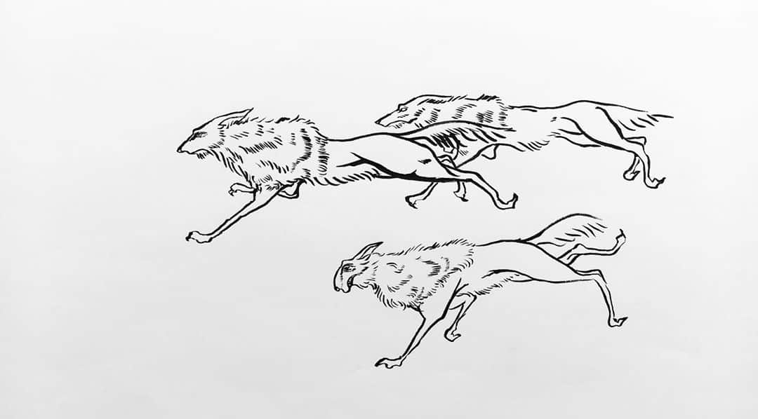 LiLi （矢野り々子）さんのインスタグラム写真 - (LiLi （矢野り々子）Instagram)「狼 Wolves  lili 13yrs old.  #狼 #wolves  #矢野り々子」9月21日 22時32分 - liliko.y