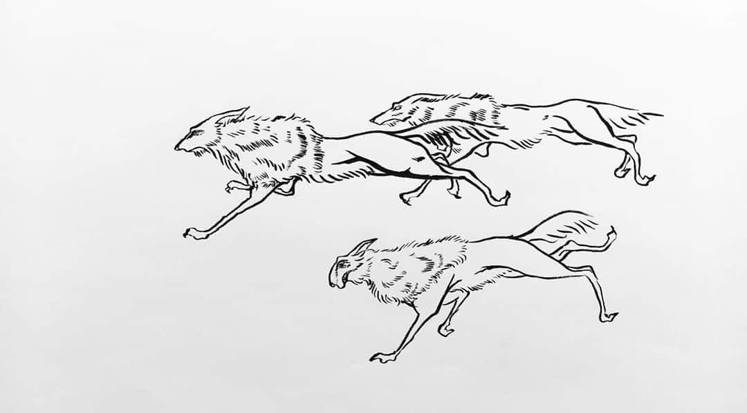LiLi （矢野り々子）のインスタグラム：「狼 Wolves  lili 13yrs old.  #狼 #wolves  #矢野り々子」