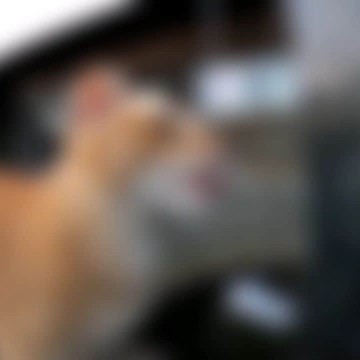 のインスタグラム：「水を飲む猫を4倍スローモーションで撮る  #goprohero9 #感動猫動画 #野良猫 #地域猫 #自由猫」