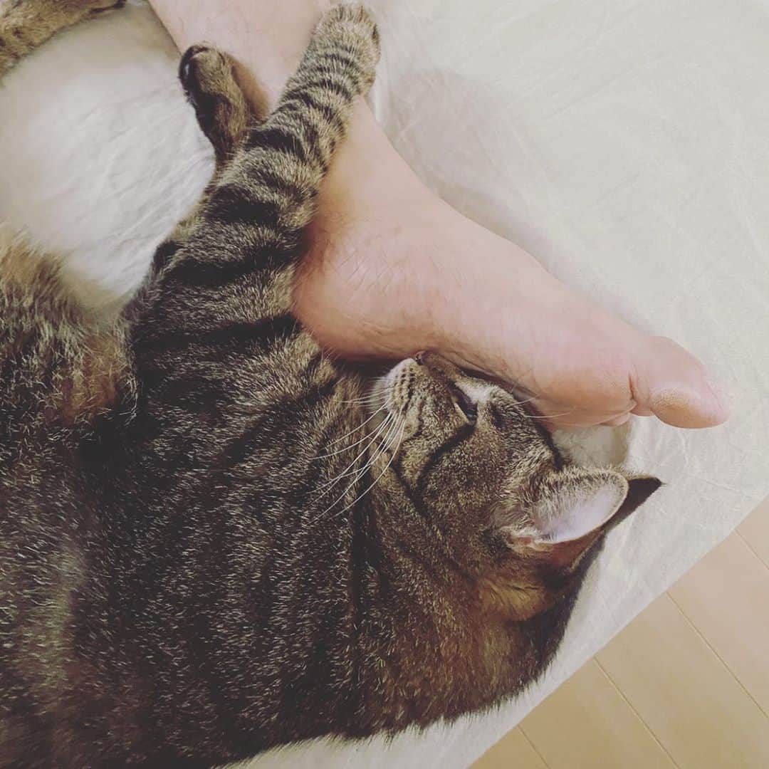 村田洋二郎さんのインスタグラム写真 - (村田洋二郎Instagram)「足。  普段くっついてくれないから 嬉しいんだけど。  足。  お風呂も入ってるからキレイだけど。  足。  足。足。足。  ゲシュタルト崩壊。  #練馬キジトラ会」9月21日 22時35分 - muratanyaka