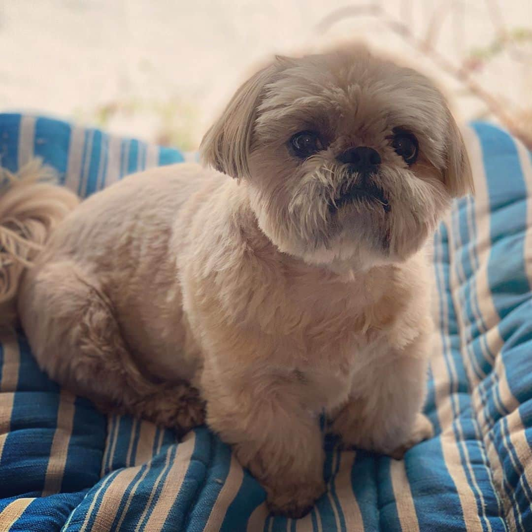 Dougie the Shih Tzuさんのインスタグラム写真 - (Dougie the Shih TzuInstagram)「Soft focus Shih Tzu.」9月21日 22時51分 - dailydougie