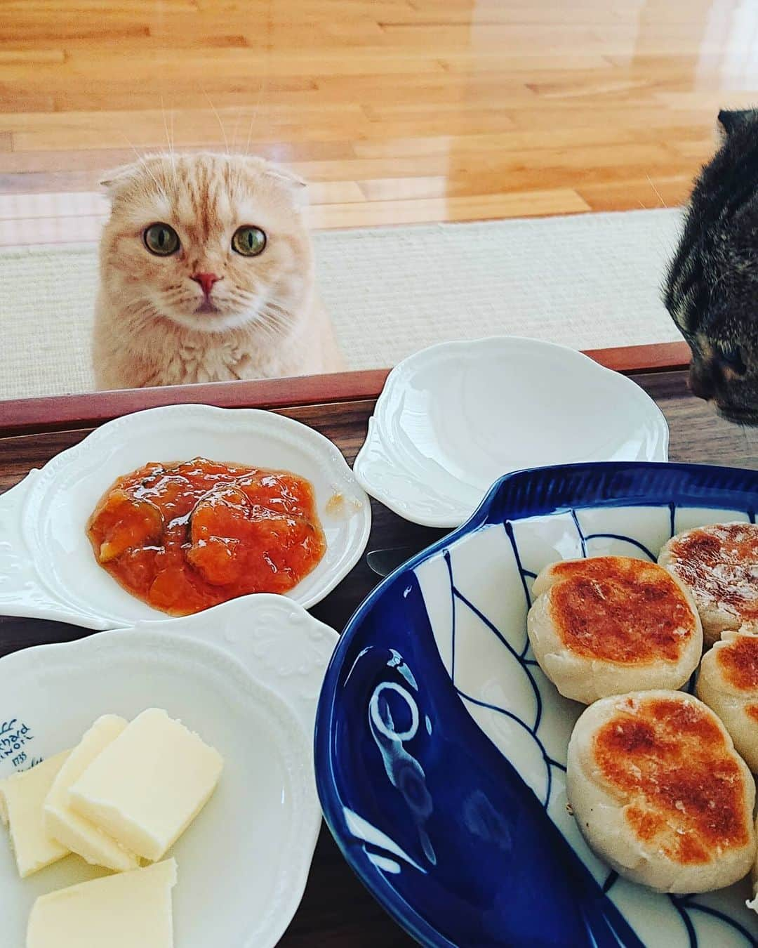 猫山田 Ａ. きなこさんのインスタグラム写真 - (猫山田 Ａ. きなこInstagram)「🐾 ちぎりパン事件 🐾 I failed to make bread😅 🐾 #きなこなの ママしゃんがまたやらかしたの 時々突然ジョコビッチばりに グルテンを絶つママしゃん グルテンフリーちぎりパンを作ったの どー見ても焼き小籠包なの ちぎったら餅だったの ミックス粉なのに逆にミラクル餅なの お魚のお皿のチョイスももうカオスなの 赤いのはエビチリじゃないなの プラム・すだち・レモンをグツグツ… これまたテキトー過ぎるジャムなの ん～～～オトナ味🎵って ビミョーな独り言を聞いたなの とろろ警察も出動するレベルなの 🐾 #どいひーとはこのこと #パン作りをナメるな #ある意味楽しかった笑 🐾 #にゃんすたぐらむ #ねこ部 #ねこすたぐらむ #にゃんだふるらいふ #ピクネコ #picneko #みんねこ #ペコねこ部 #ねこのいる生活 #catsofinstagram #catstagram #catlover #ilovemycat #catloversclub #catsofworld #catsofday #meowed #bestmeow #pleasantcats #pecotv #club_of_cats」9月21日 23時01分 - 20160121kinako