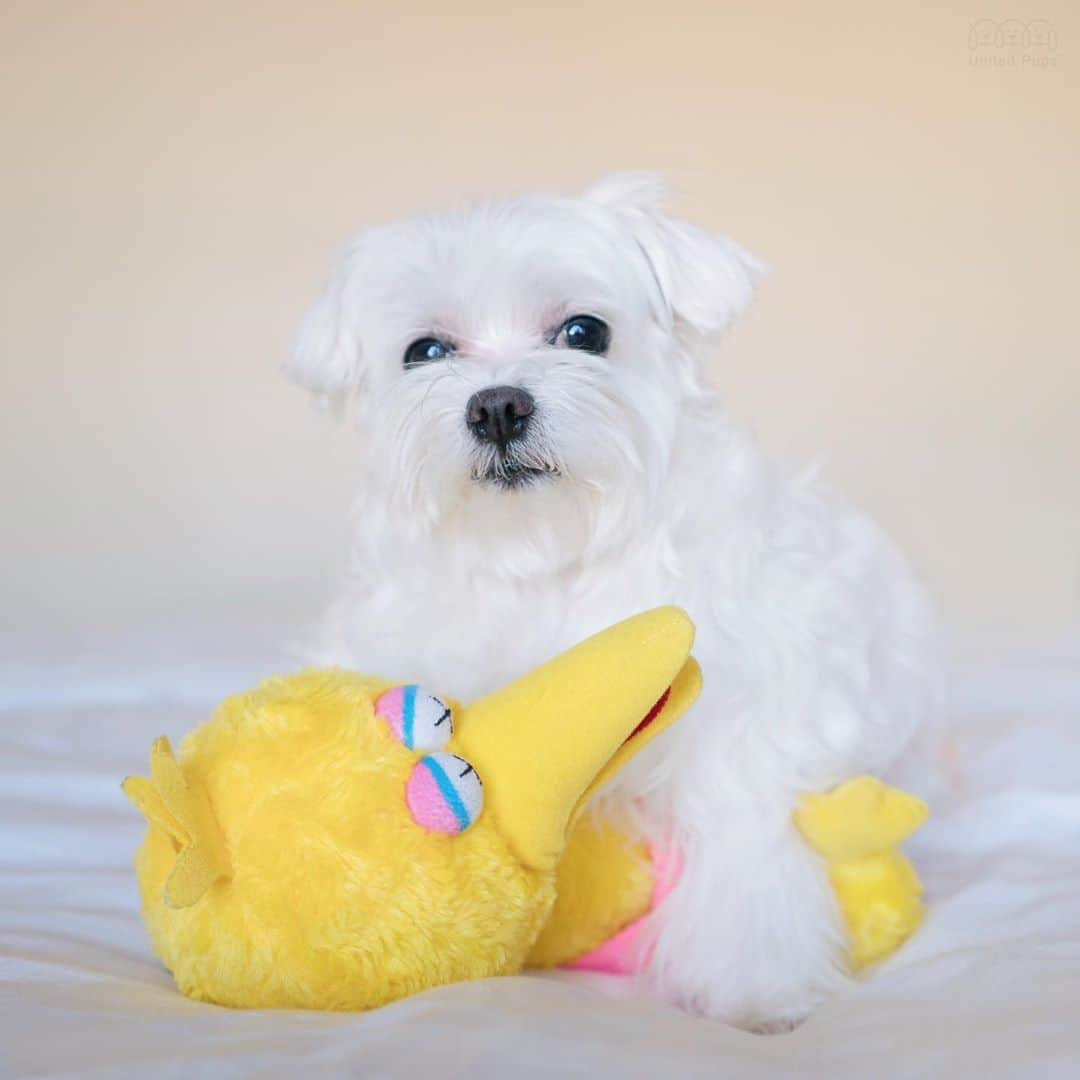 hi.arodさんのインスタグラム写真 - (hi.arodInstagram)「Every toy needs to know who the boss is in the house ☝️🤨 ・・ ・  #bigbird#seasamestreet#dogtoy#dogtoyseverywhere#dogtoysofinstagram#havingfuntogether#havingfun#havingfun😄#bff#dogandtoy#thedodo#imtheboss#bossishere#whitedog#whitedogsofinstagram#yellowbird#maltese #yorkies #poodles #morkie #maltipom #maltipoo #weeklyfluff  #말티즈  #マルチーズ #犬 #maltês  #狗 #瑪爾濟斯#毛小孩」9月21日 23時01分 - hi.arod