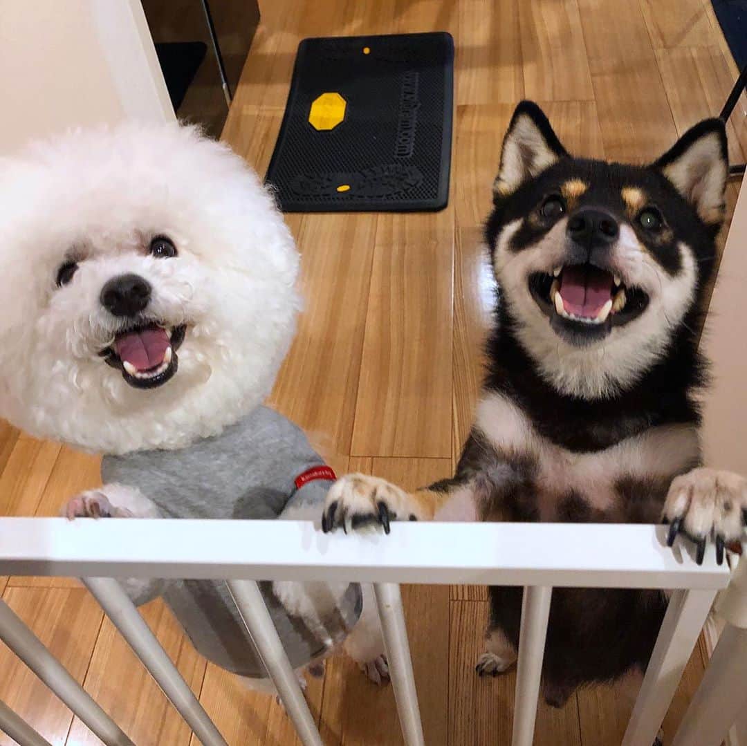 まめ丸のインスタグラム：「* * 【スワイプしてね🔛】 ひさしぶりにおともだちの ぺろちゃんとあそんだよ🐶💓 ぺろちゃんのこと大好きすぎるぼく。 ずっとおいかけっこしてたよー❣️ * my friend, "Pero"🐶💓 * #はじめてのおともだちなの #ふわふわで去勢してる男の子が大好きなぼく #報われない恋 🐶💦⁉️ * #柴犬#豆柴#柴#黒柴#犬#しばいぬ#いぬのきもち#いぬのきもち部 #shiba#shibainu#shibastagram#shibadog#puppy#instadog#dogstagram#dog#instashiba#petstagram#pet#cutepetclub#강아지#멍스타그램#blackandwhite #doglover#bichonfrise#ビションフリーゼ#まめ丸とぺろ吉」